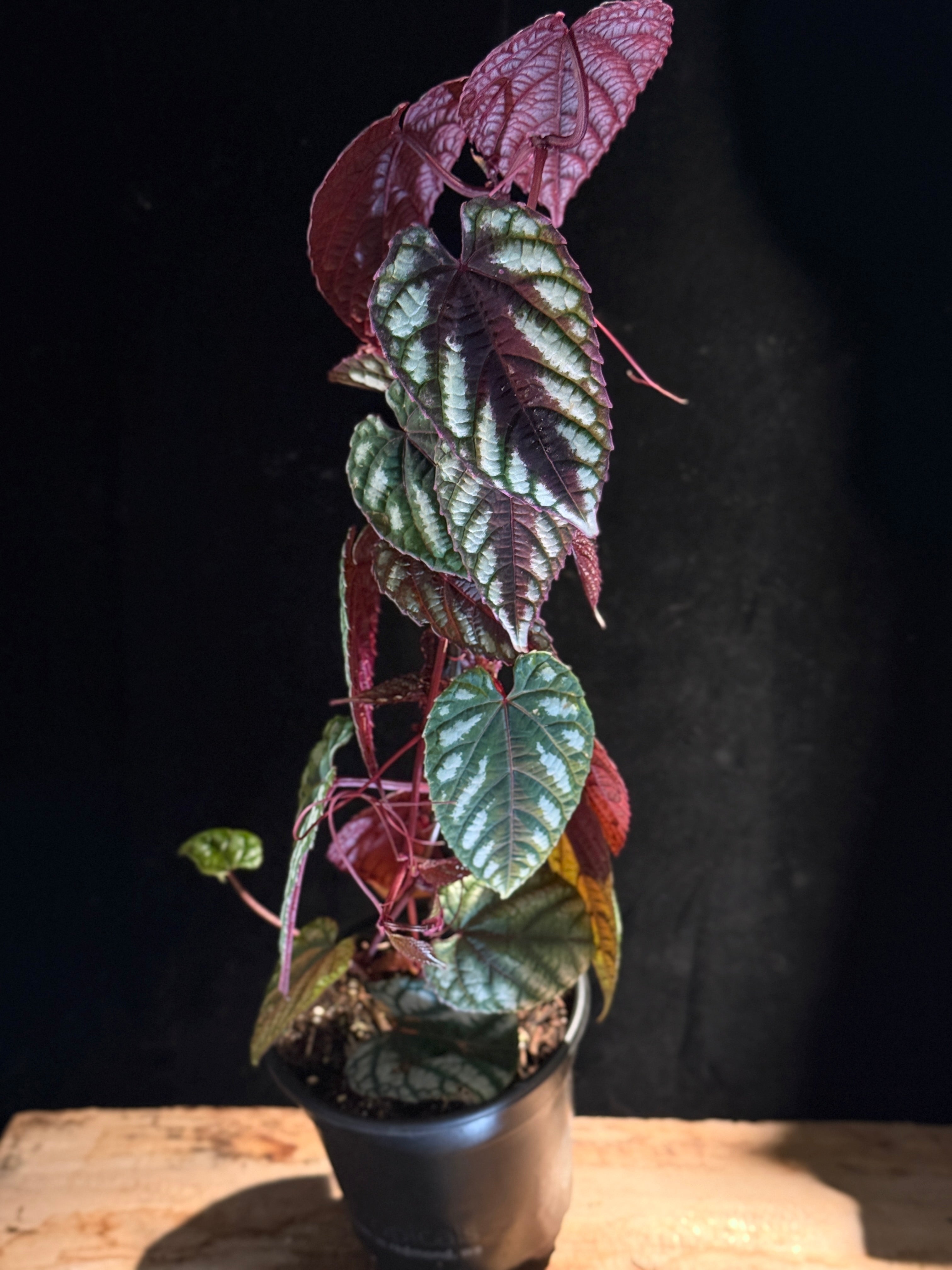 Cissus Javana Rex Begonia Vine – The Accidental Plant Shop