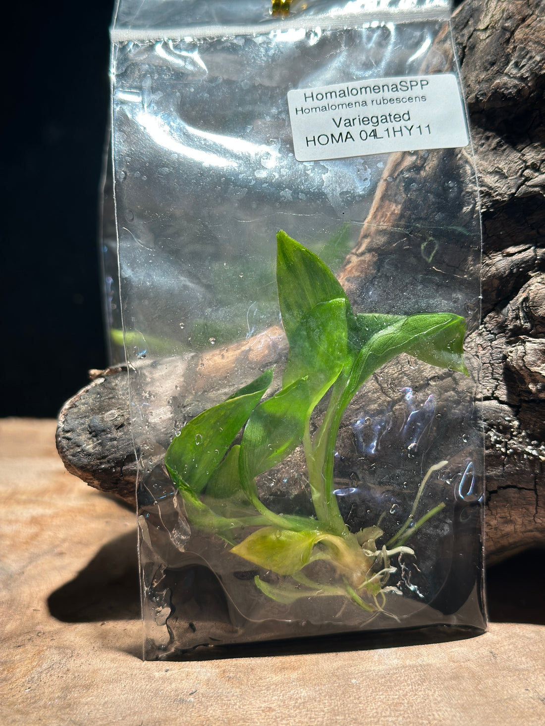 close up of Homalomena tissue culture plantlet in agar showing healthy roots.