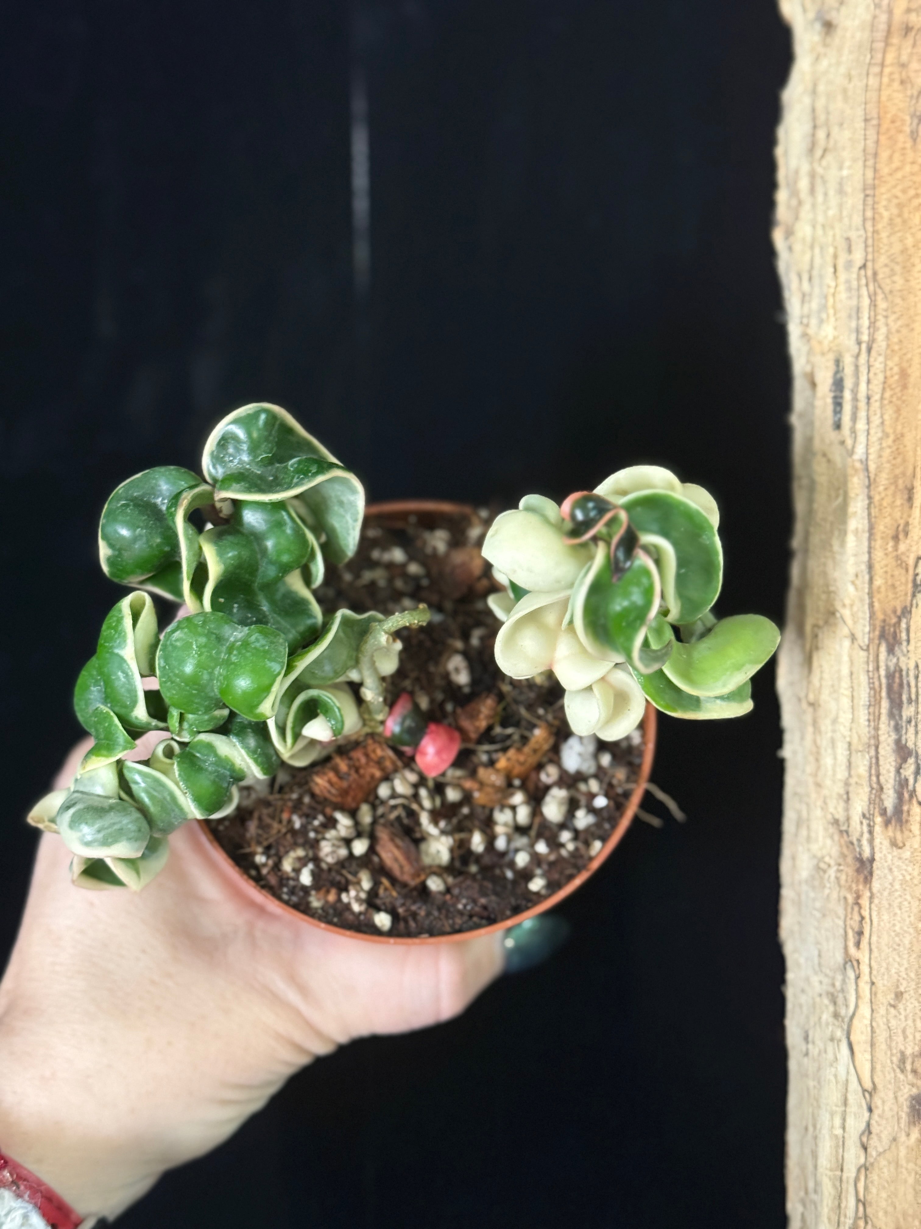 Hoya