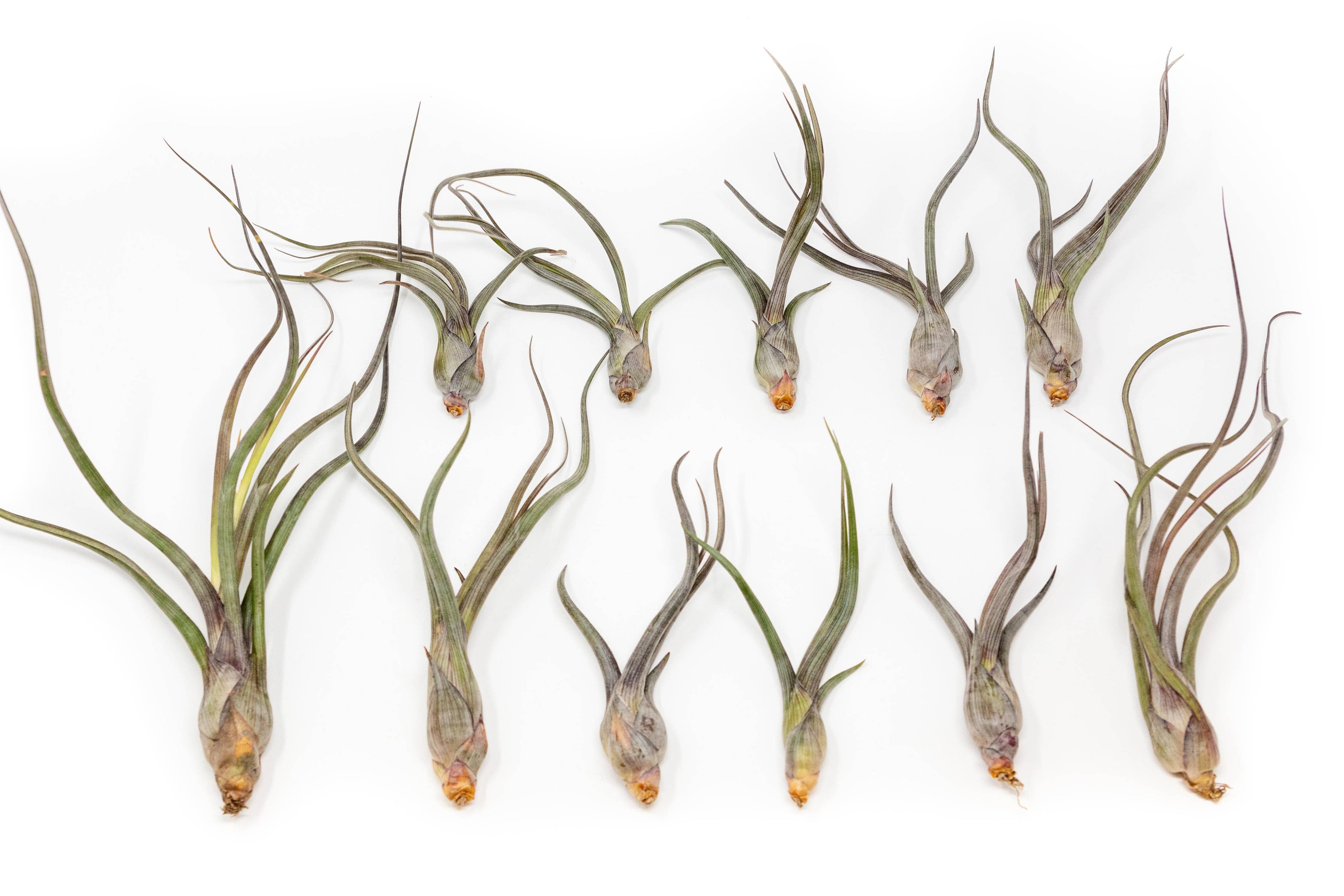 Air Plants