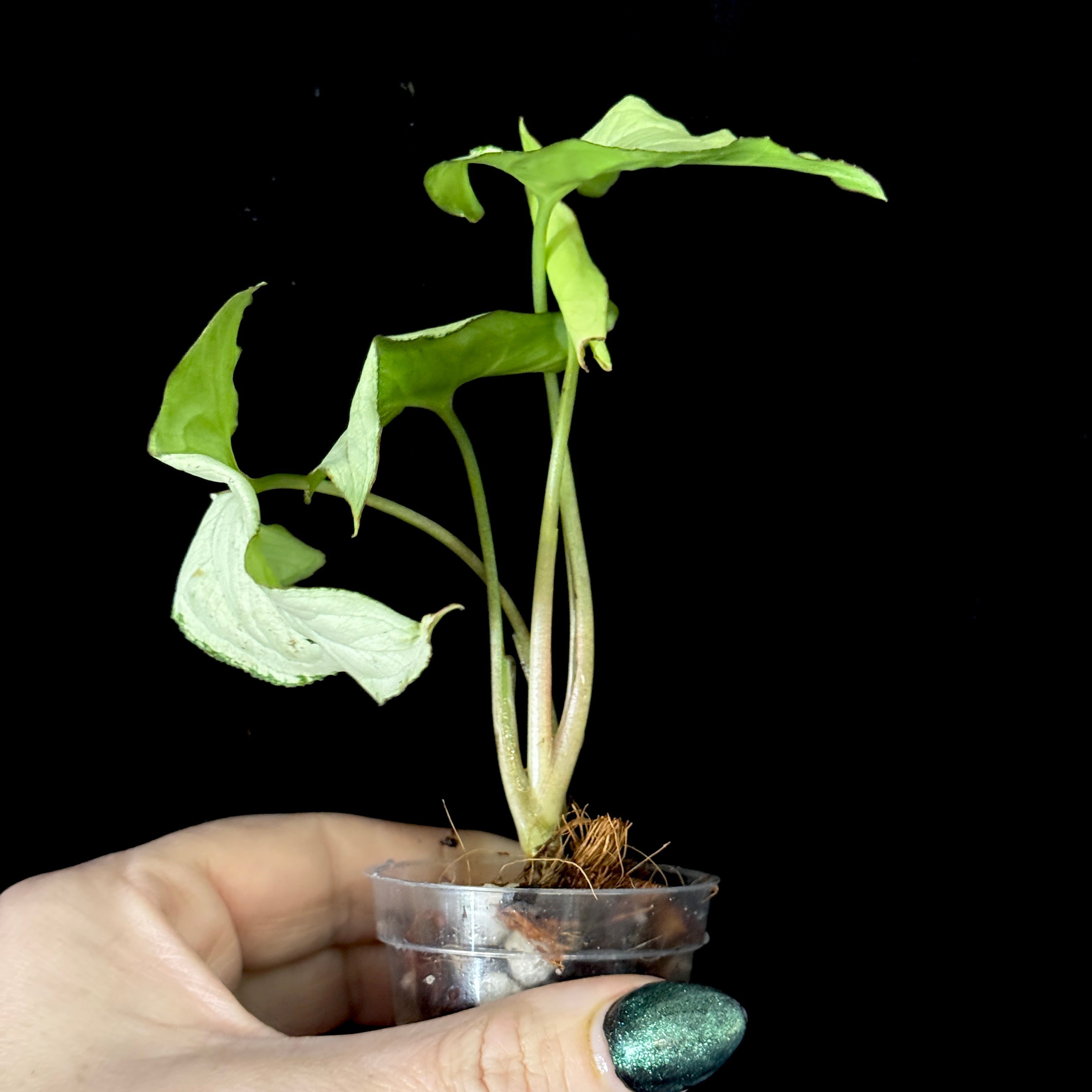 Syngoniums