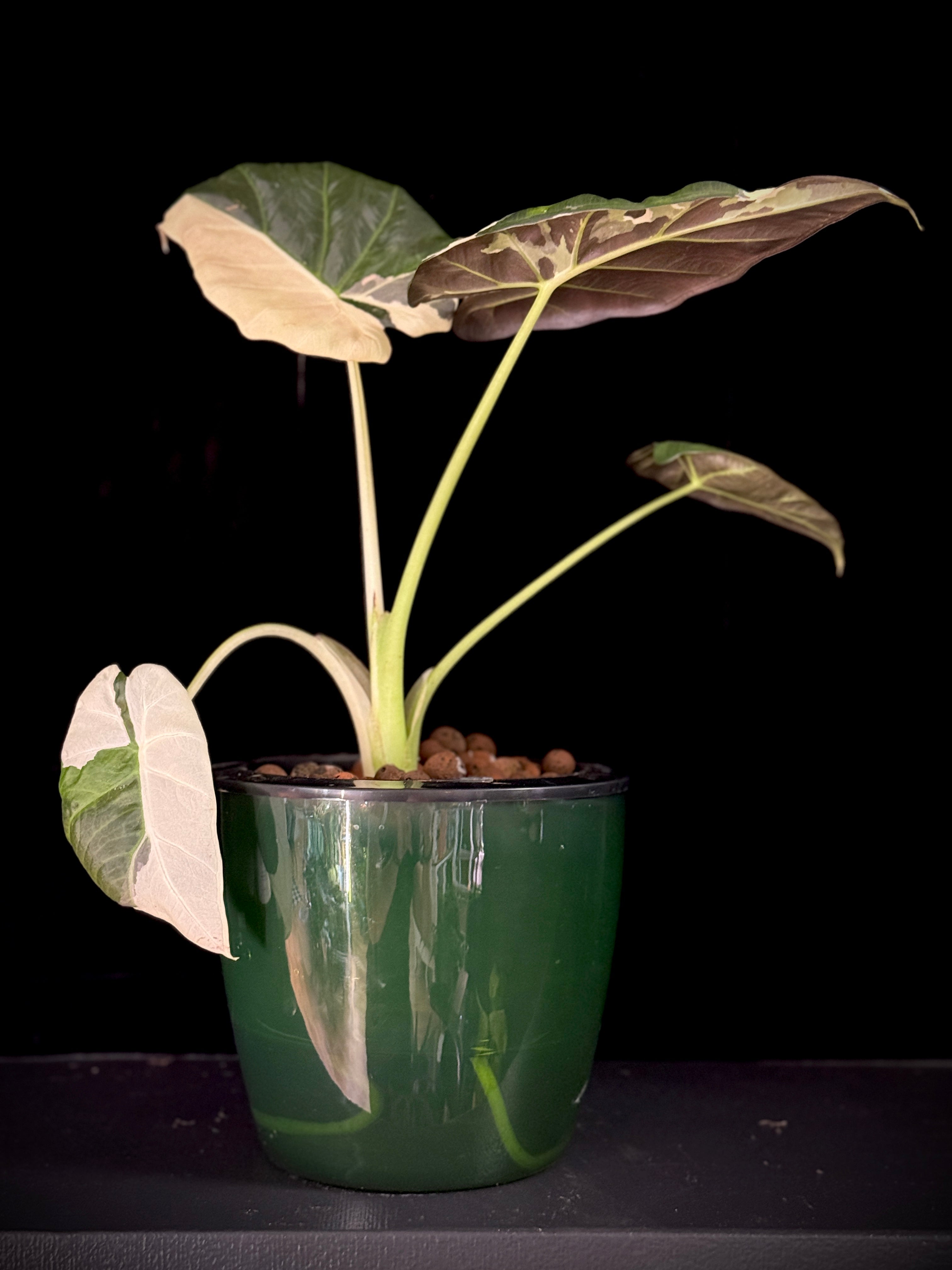 Rare Plants
