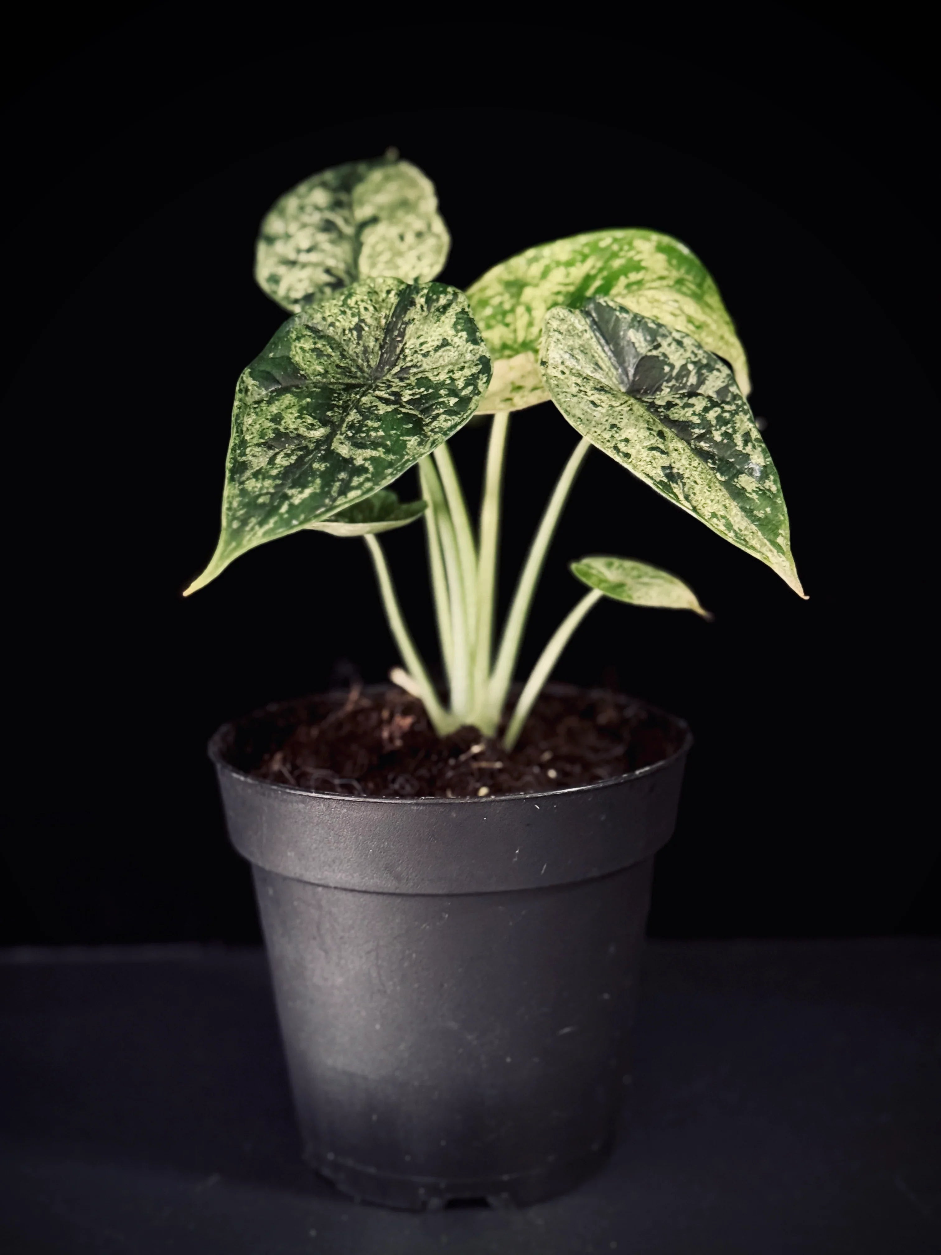 Alocasia