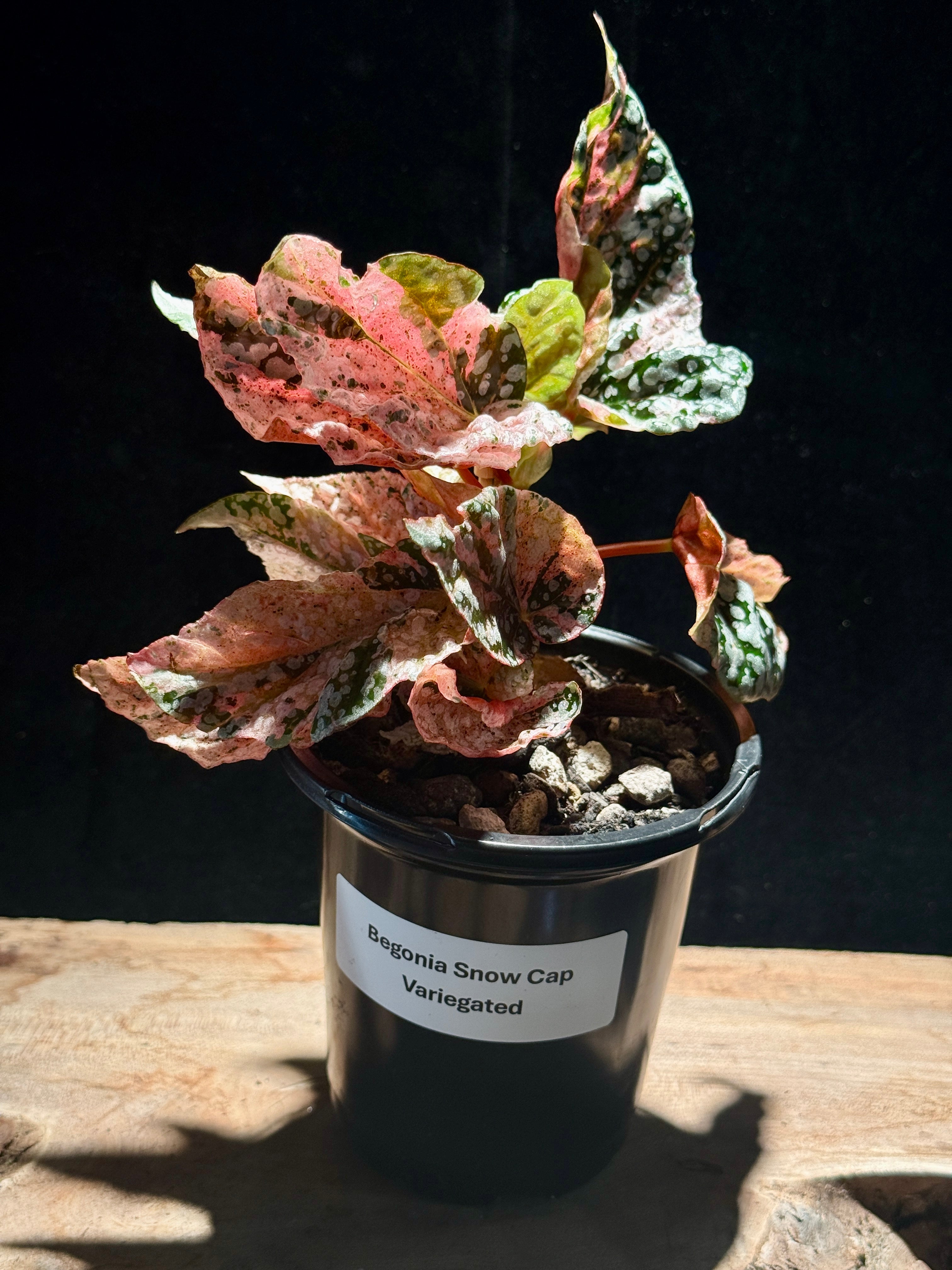Pink Variegation