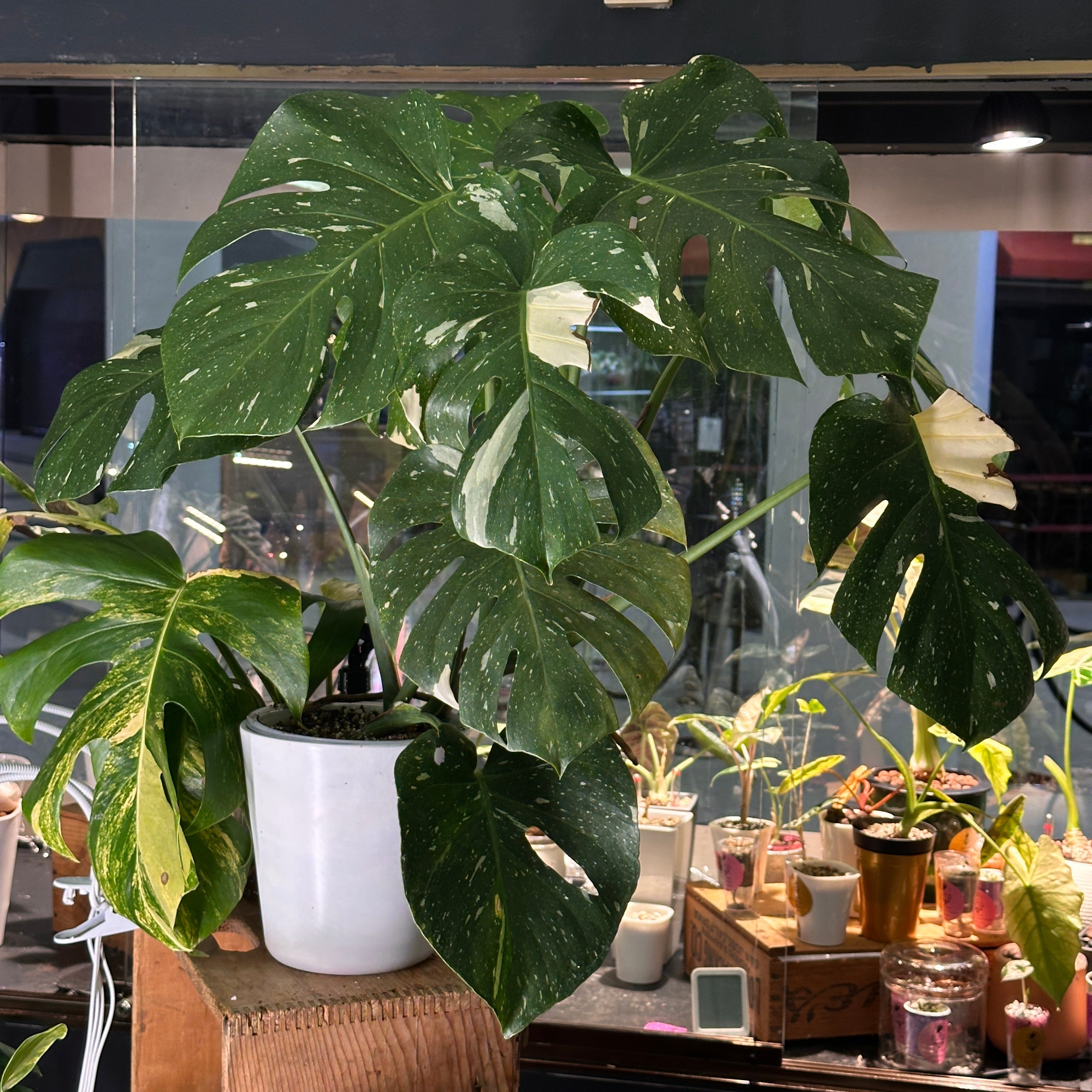 Statement Plants