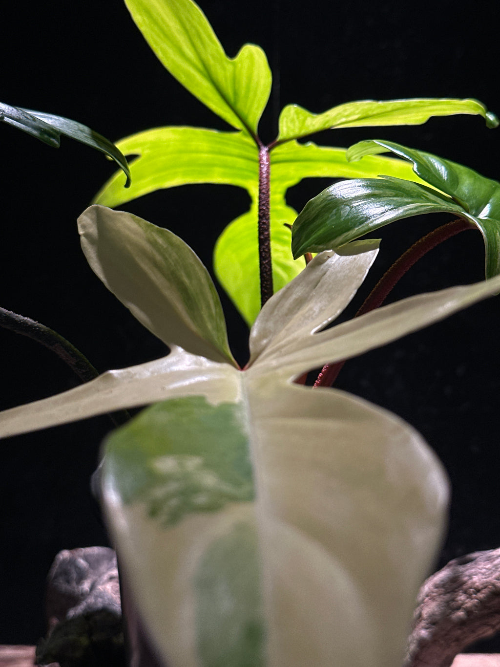 Philodendron ‘Florida Beauty’
