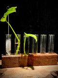 5-Tube Wooden Propagation Station with Monstera adansonii Cutting