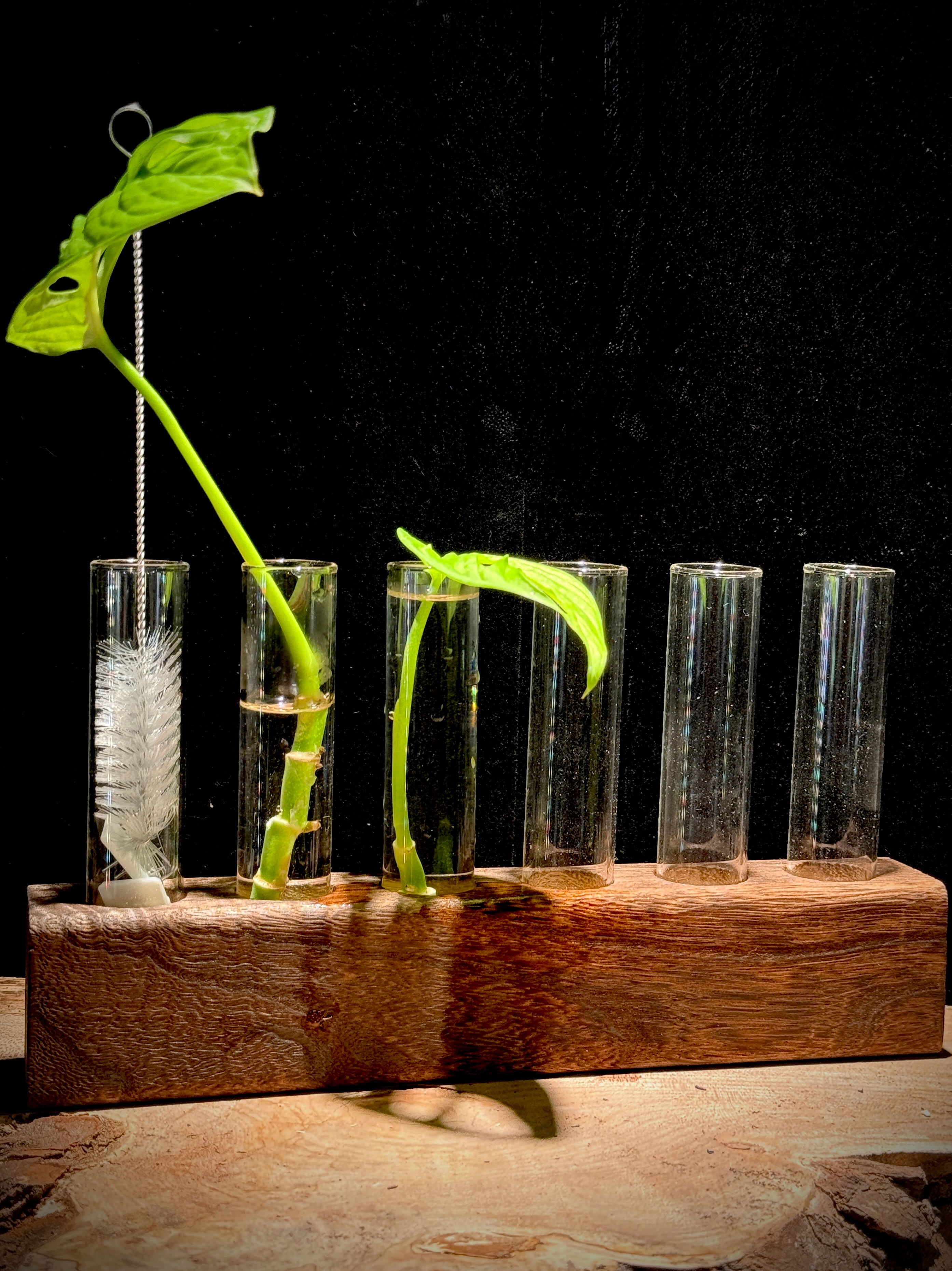 5-Tube Wooden Propagation Station with Monstera adansonii Cutting