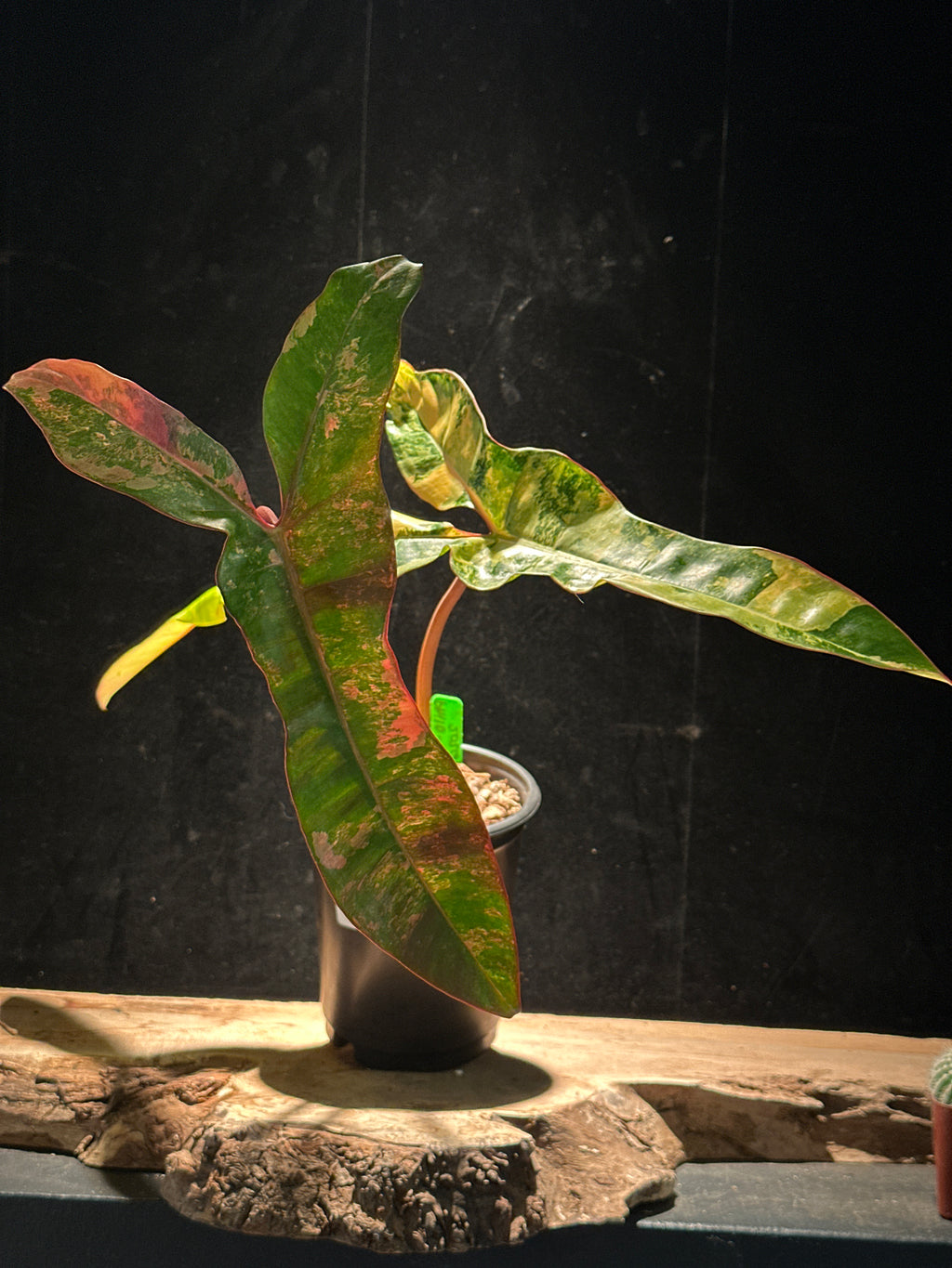 Philodendron Jennifer