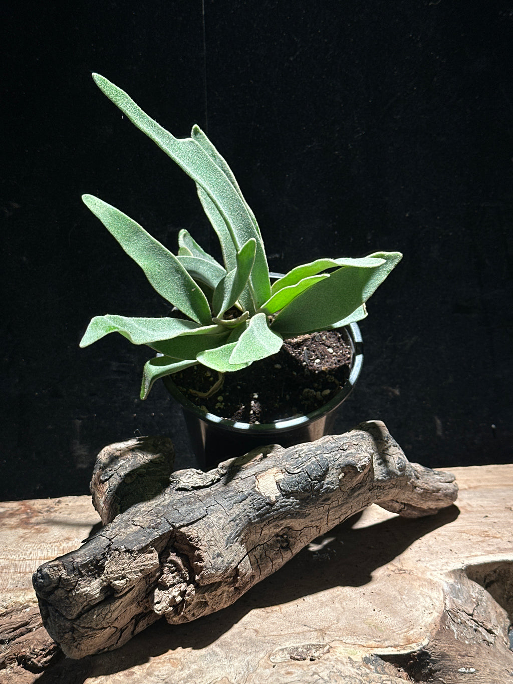 Platycerium Veitchii 4” (Silver Staghorn Fern)