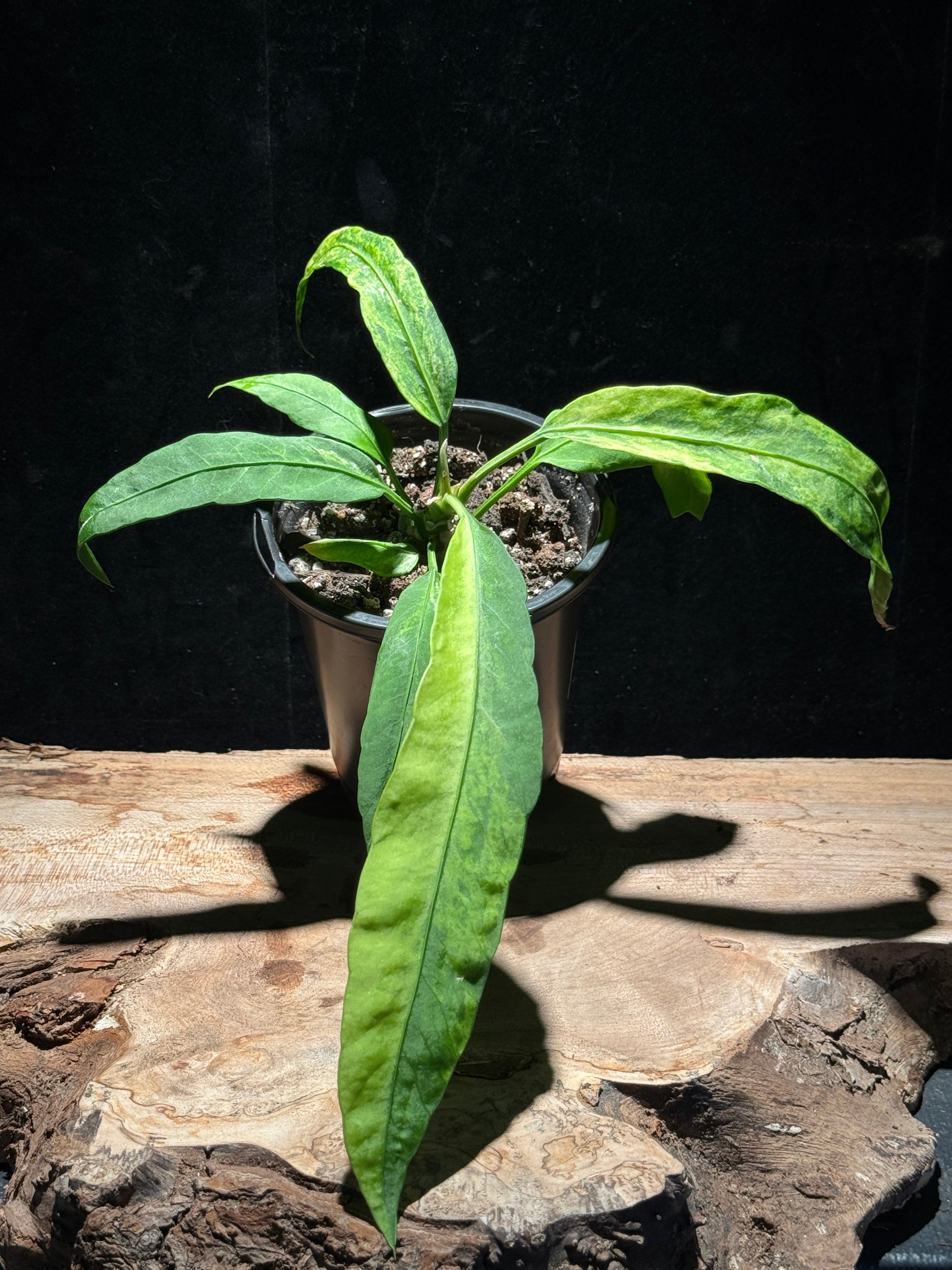 Anthurium Vitalfolium - Variegated