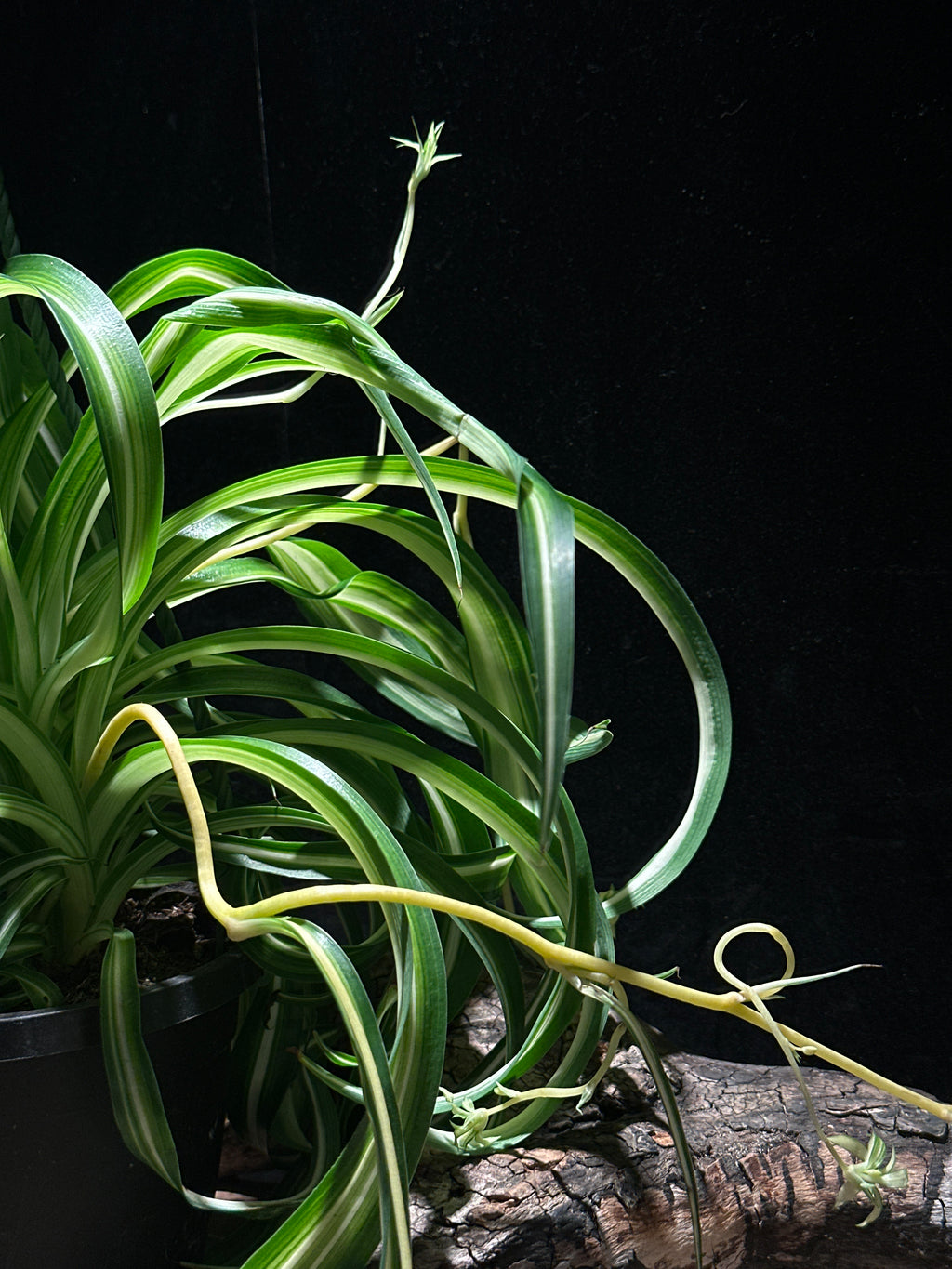 Chlorophytum comosum 'Bonnie' (Spider Plant)