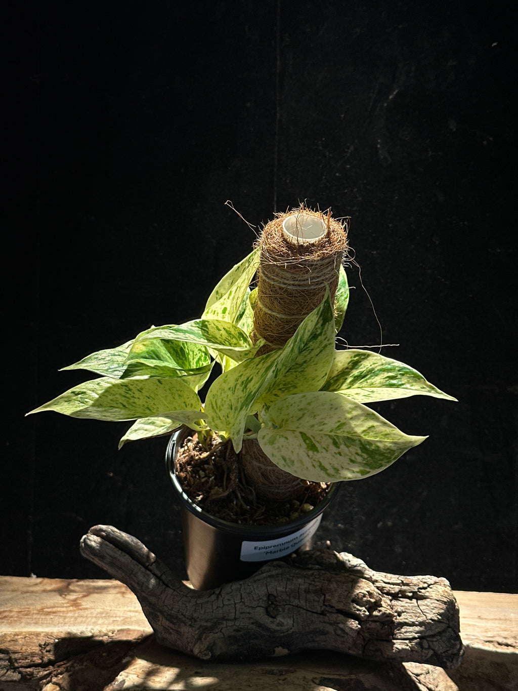 Epipremnum aureum 'Snow Queen’