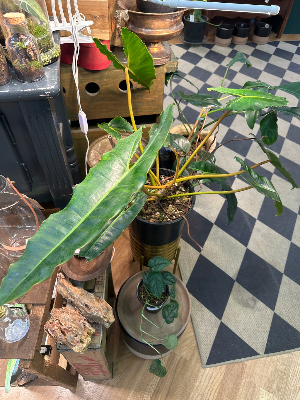 Philodendron Billietiae