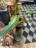 Philodendron Billietiae