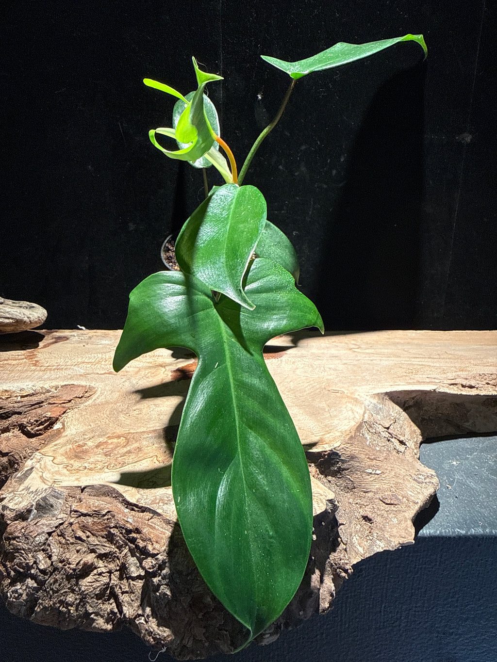 Philodendron Florida Green Beauty – Lobed Climbing Philodendron