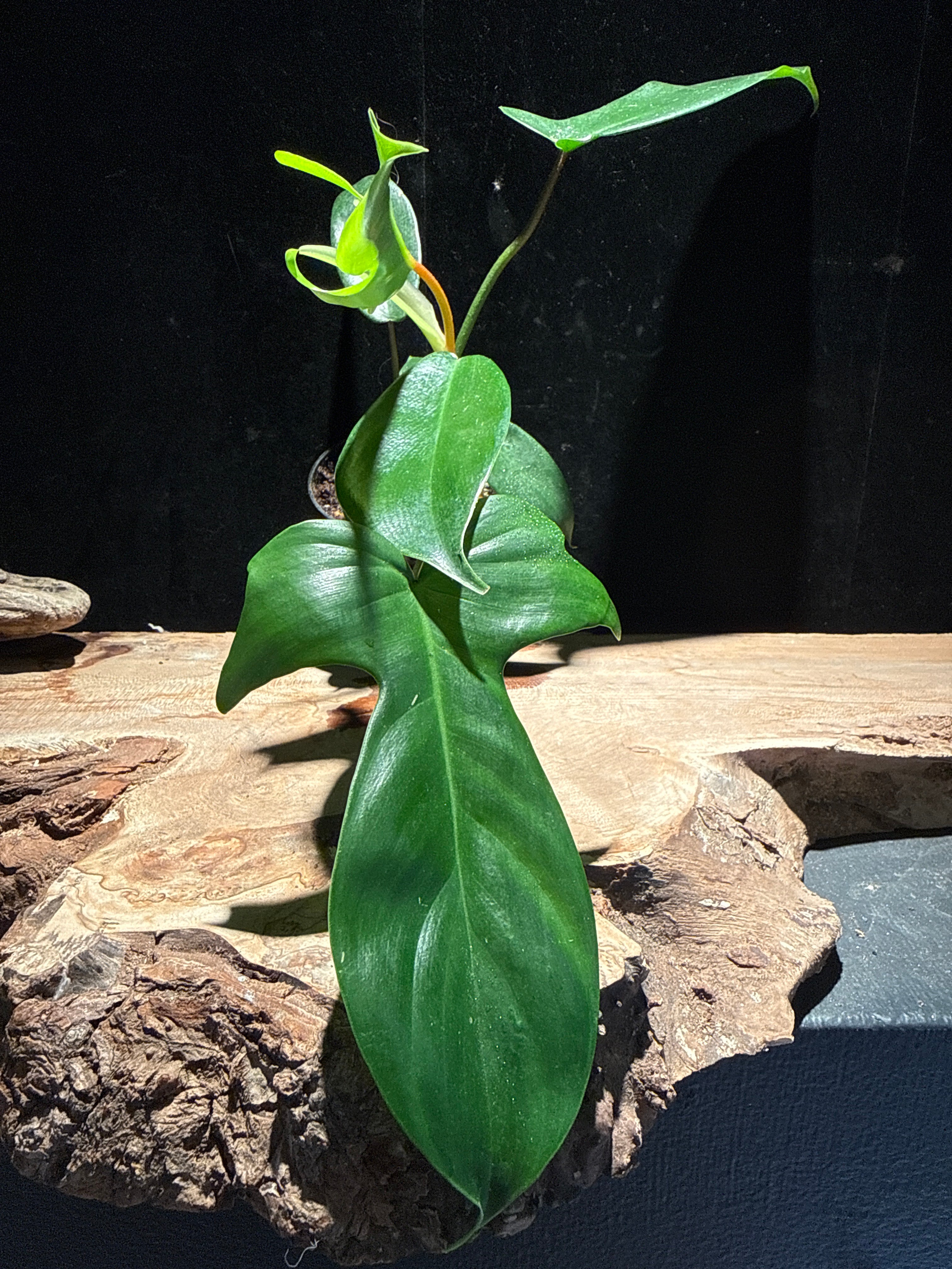 Philodendron Florida Green Beauty – Lobed Climbing Philodendron