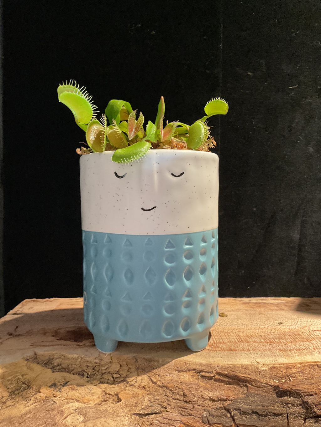 Face Planter with Stripe