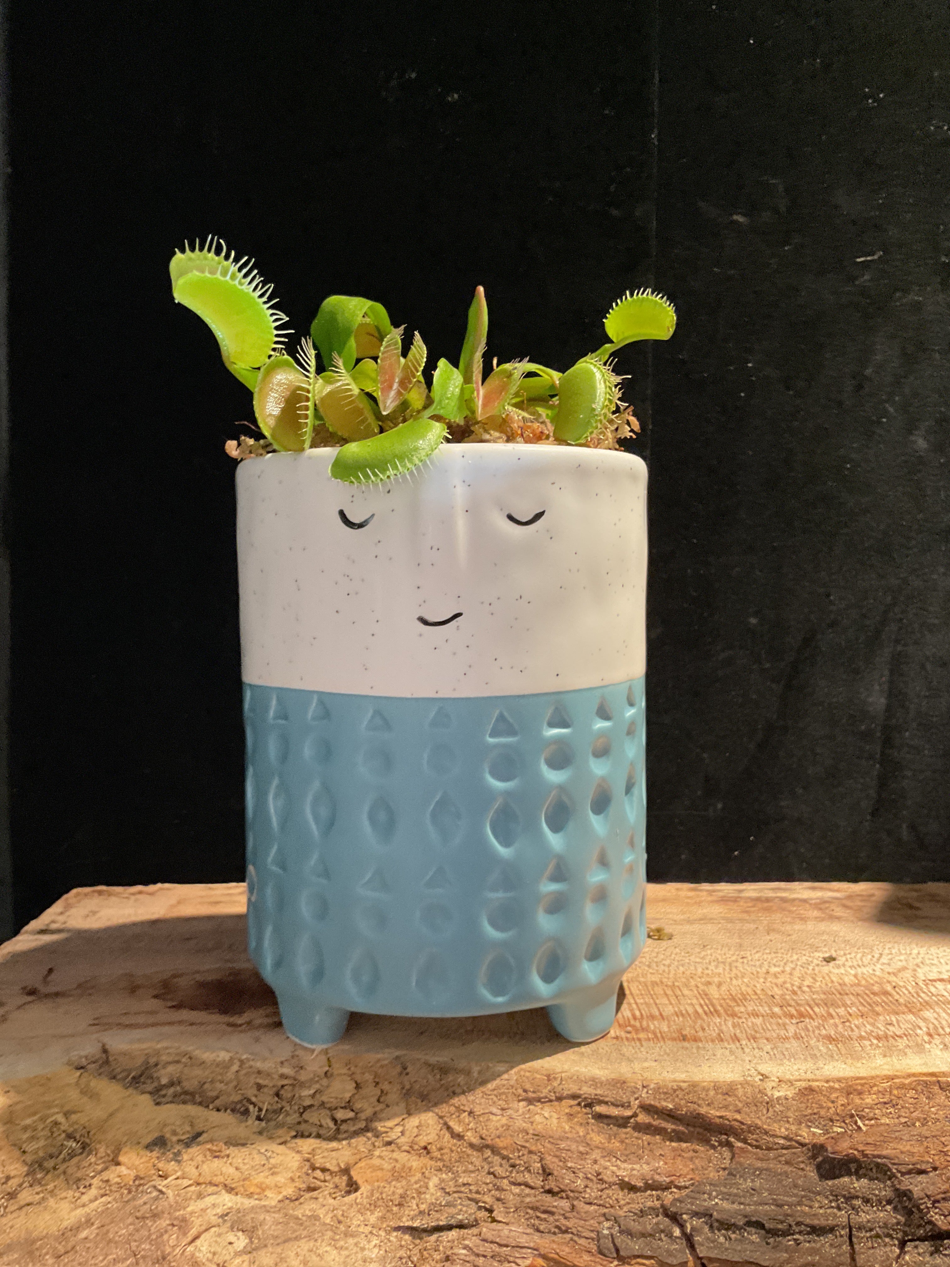Face Planter with Stripe
