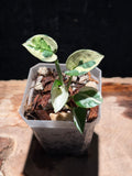 Philodendron ‘Forest of White’ – Variegated Climbing Houseplant