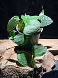 Scindapsus pictus ‘Silvery Anne’ – Satin Pothos