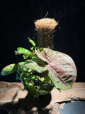 Syngonium ‘Pink Aura’ on Moss Pole