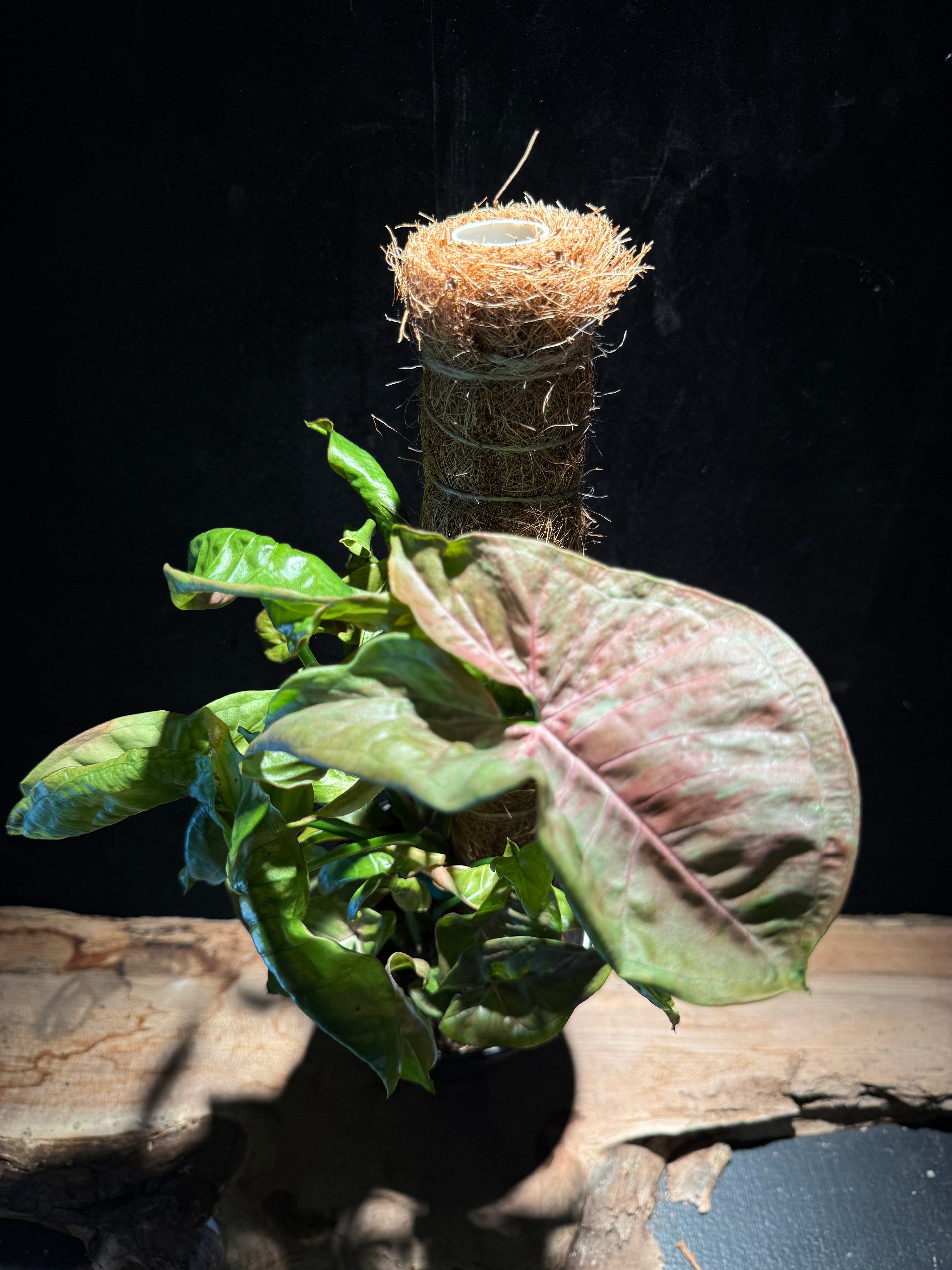Syngonium ‘Pink Aura’ on Moss Pole