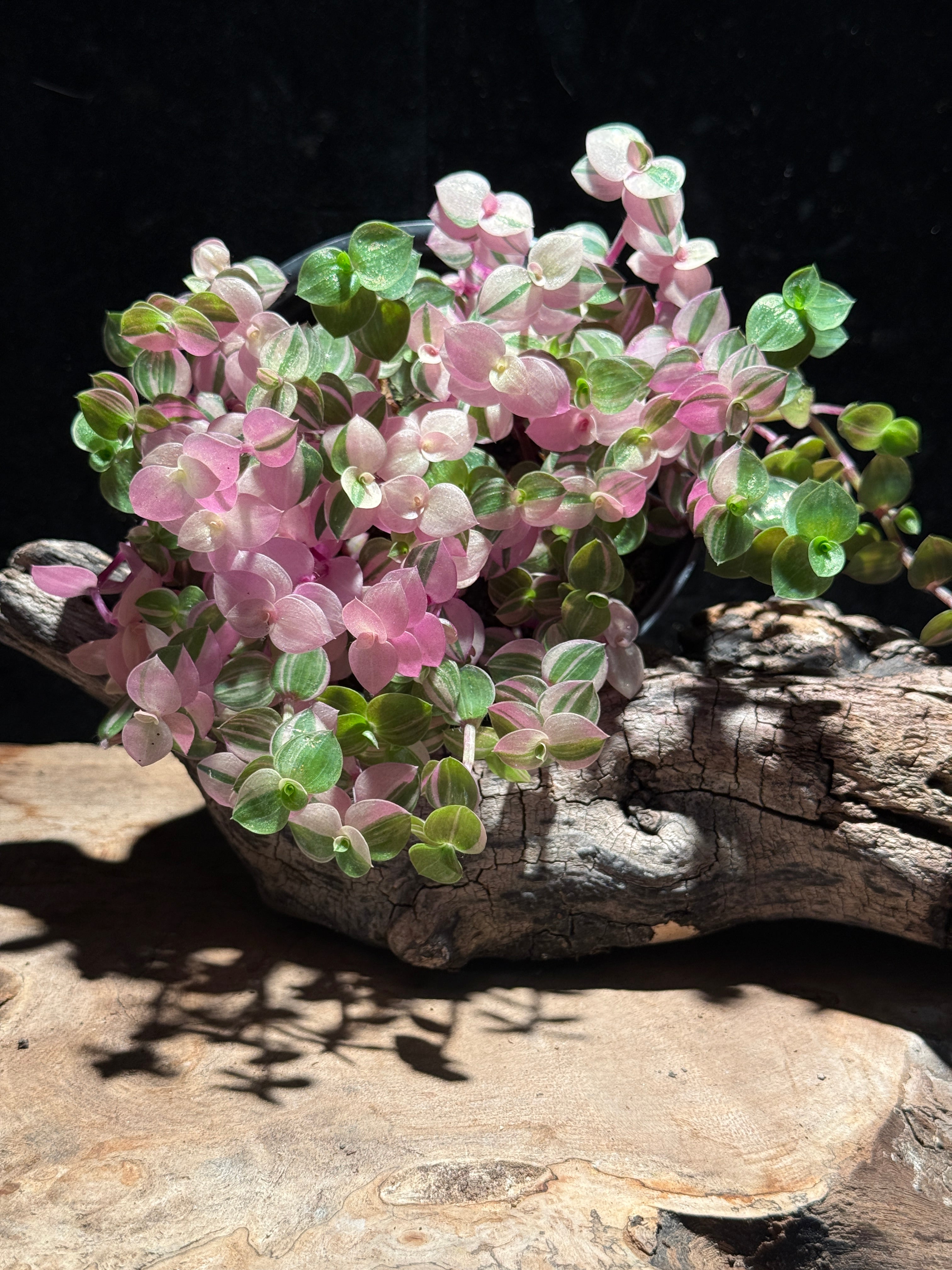 Callisia repens ‘Pink Lady’ | Variegated Turtle Vine | Live Trailing Houseplant