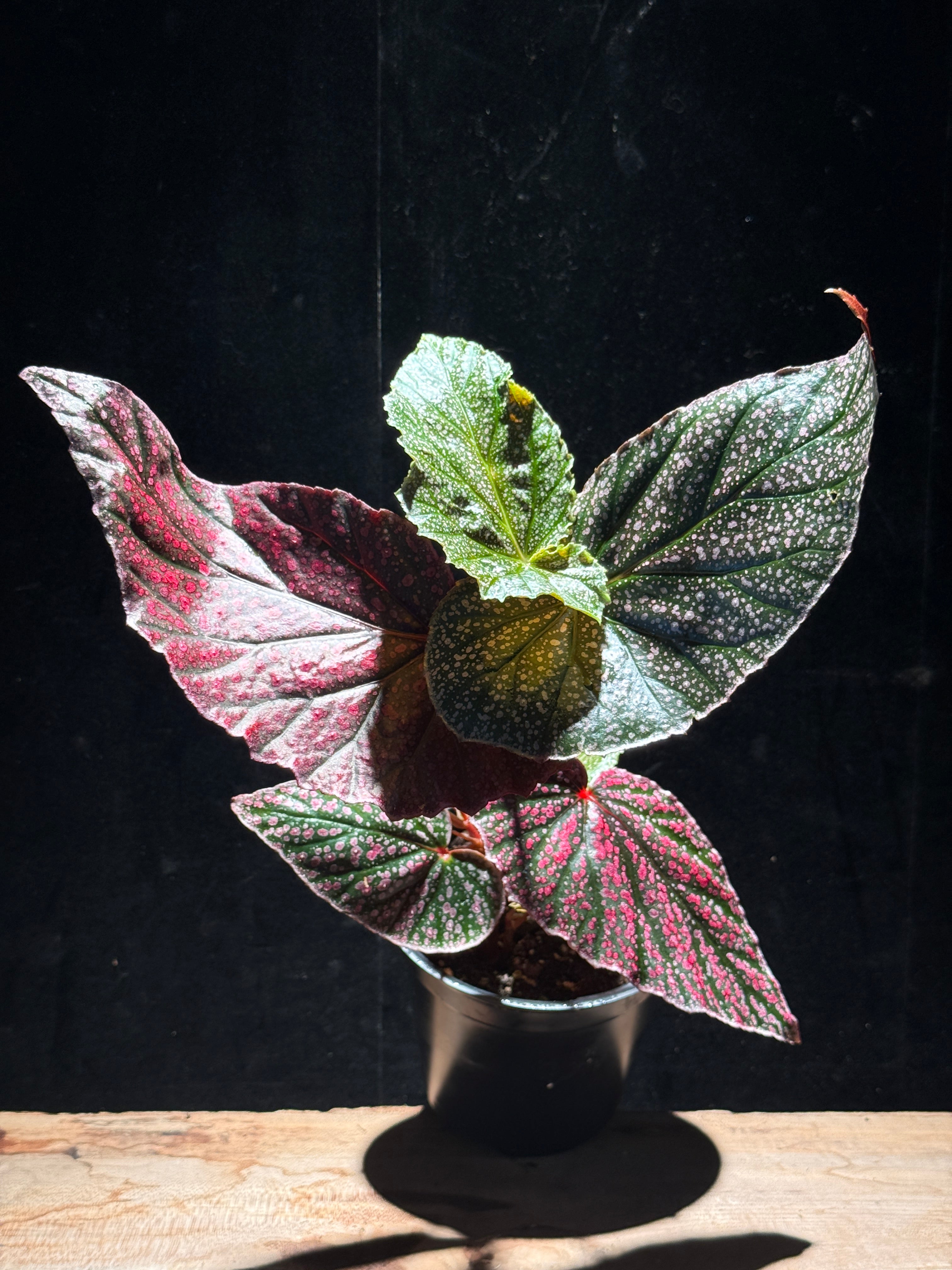 Begonia maculata ‘Pink Spot’ – Angel Wing with Pink Polka Dots