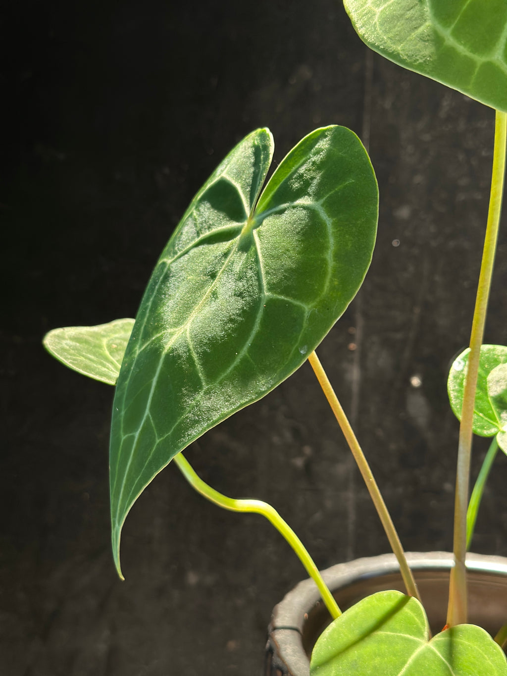 Anthurium King of Clarinervium