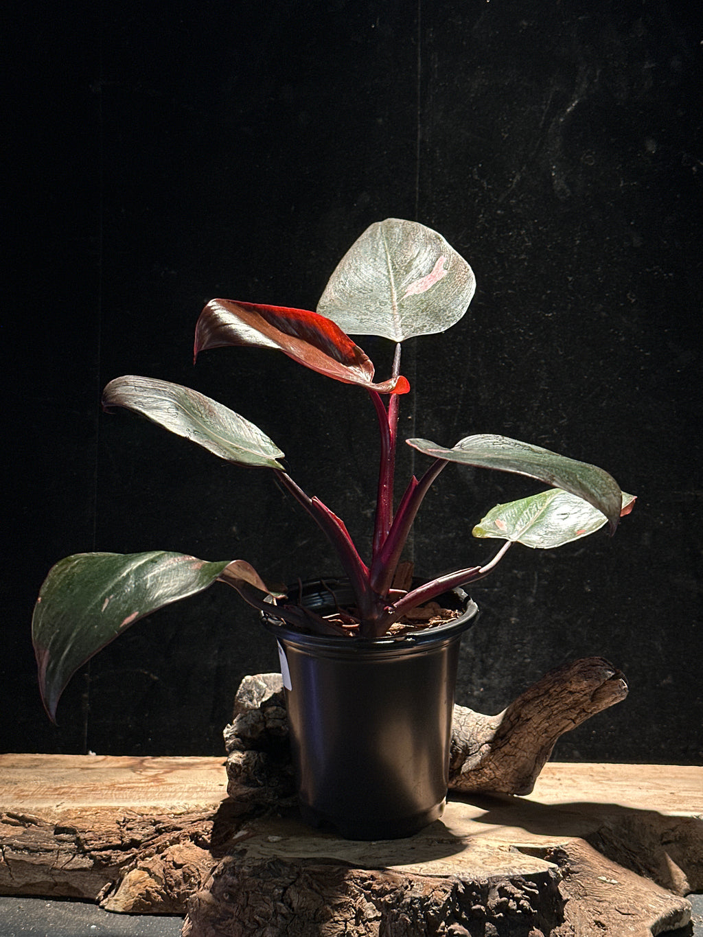 Philodendron ‘Thai Pink Sunrise’