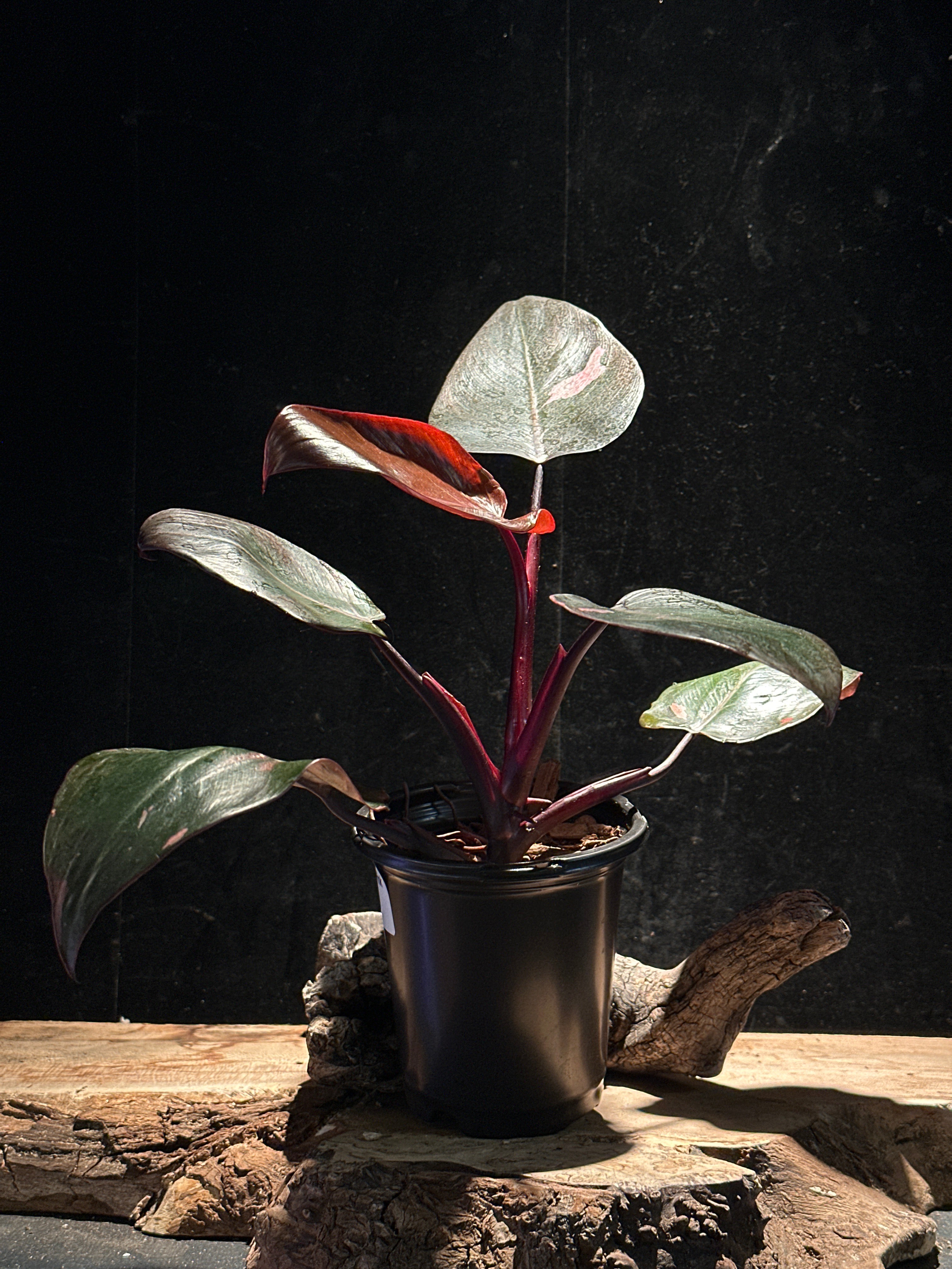 Philodendron ‘Thai Pink Sunrise’