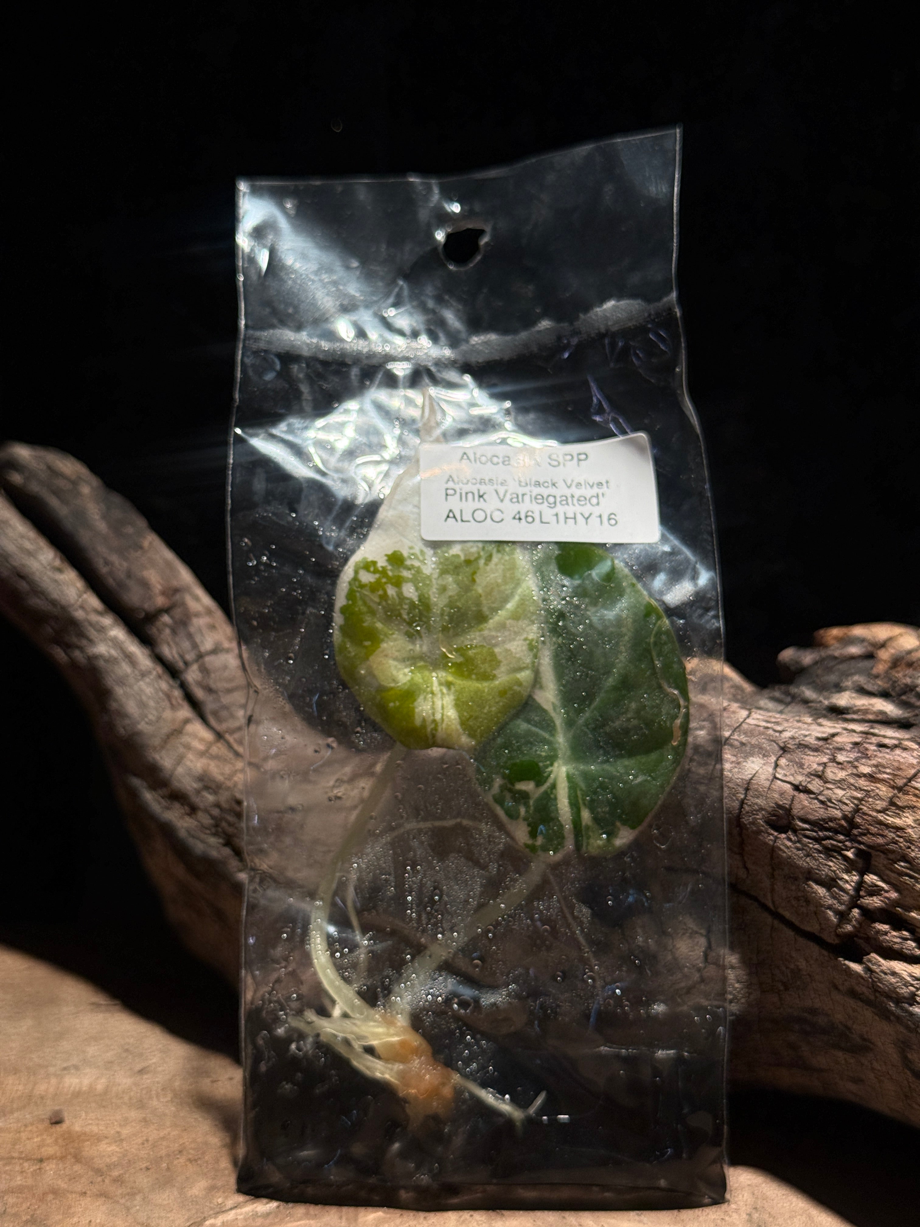 Alocasia Pink Black Velvet Tissue Culture