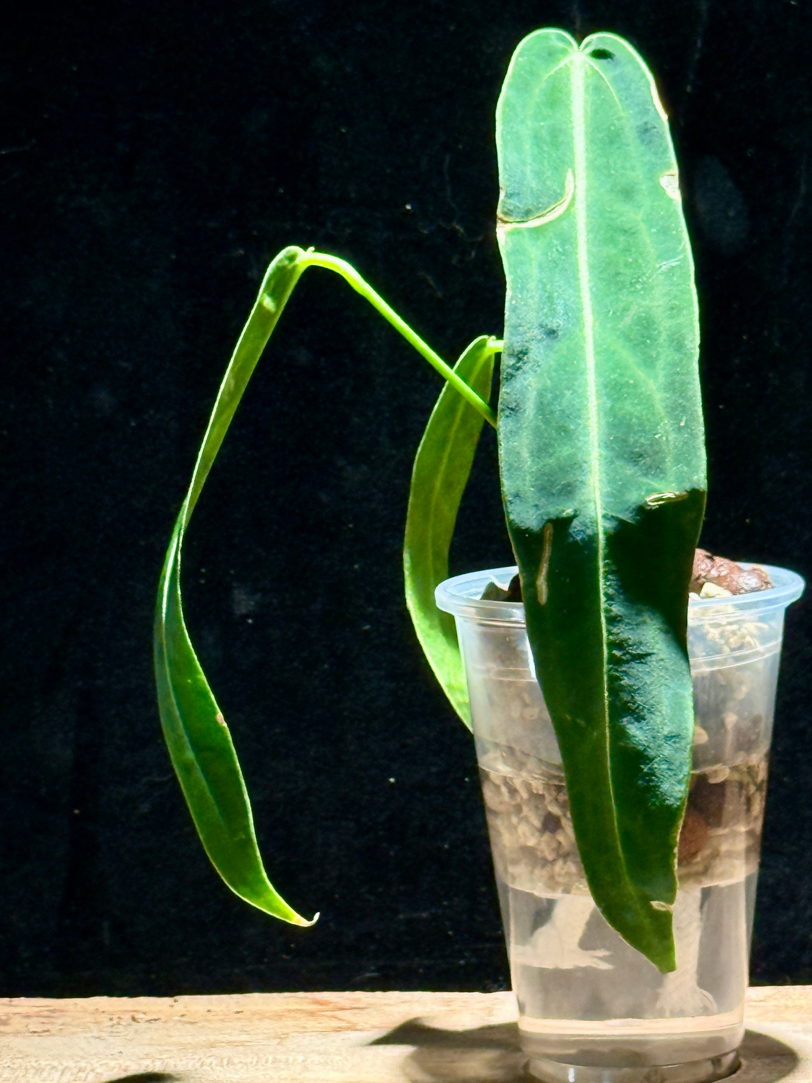 Queen Anthurium | Anthurium warocqueanum
