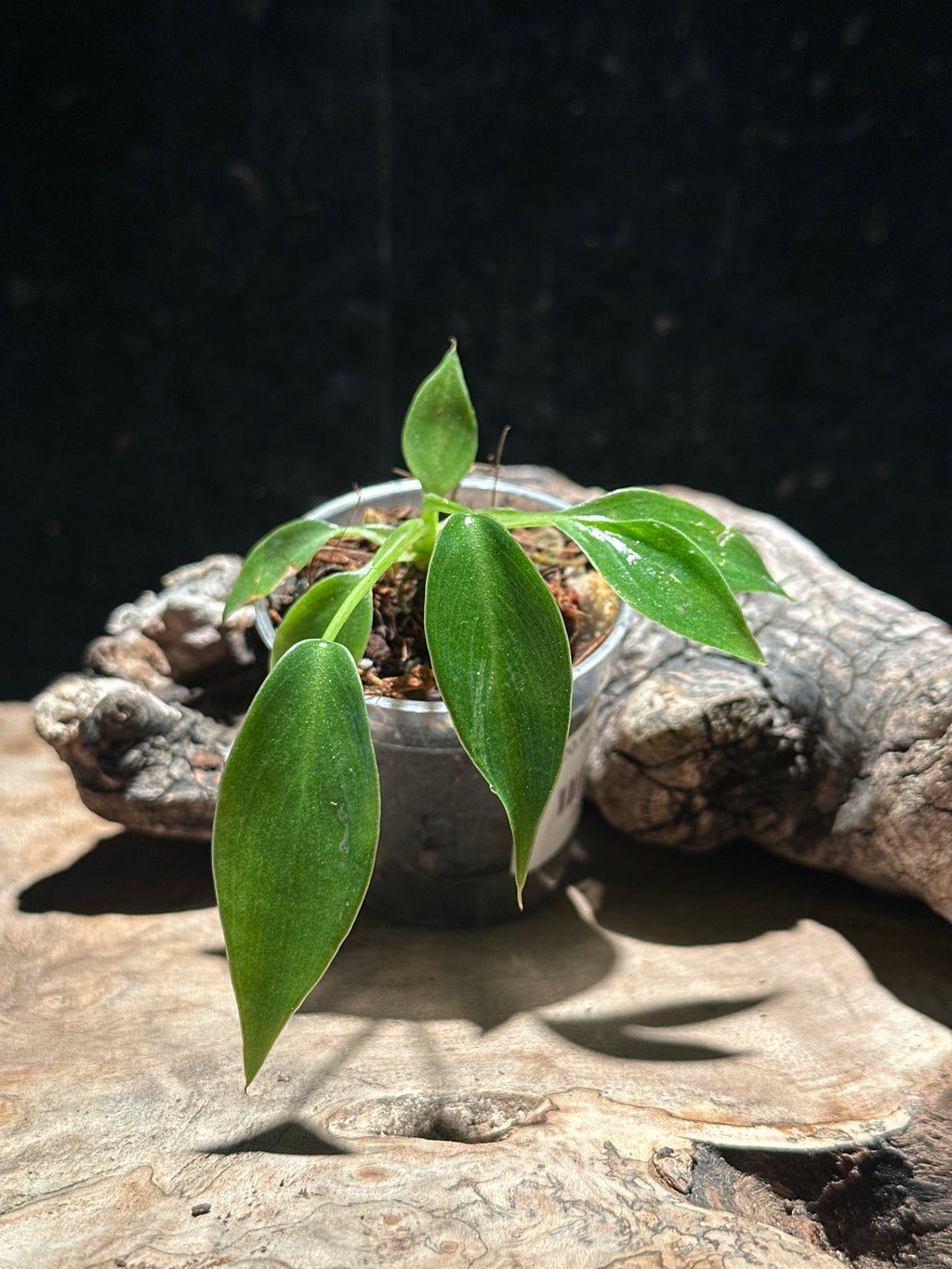 Philodendron Spiritus Sancti- Holy Grail Philodendron
