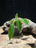 Philodendron Spiritus Sancti- Holy Grail Philodendron
