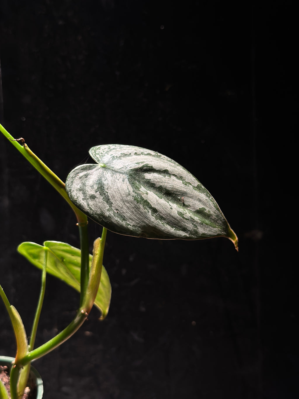 Philodendron ‘Brandtianum’