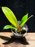 Philodendron ‘Prince of Orange’
