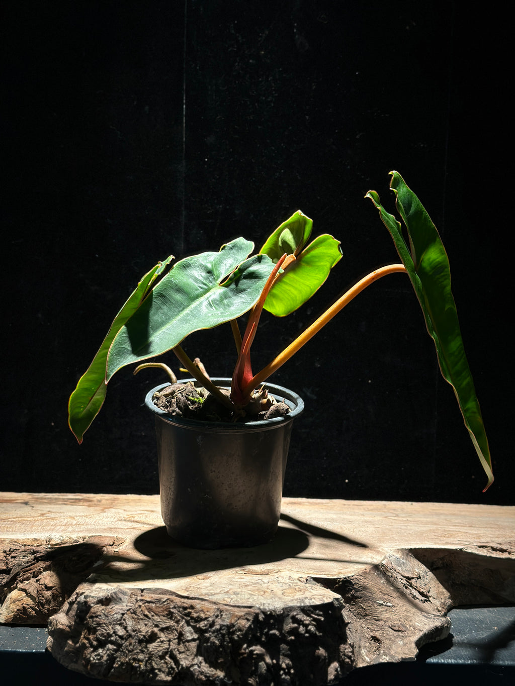 Philodendron Billietiae