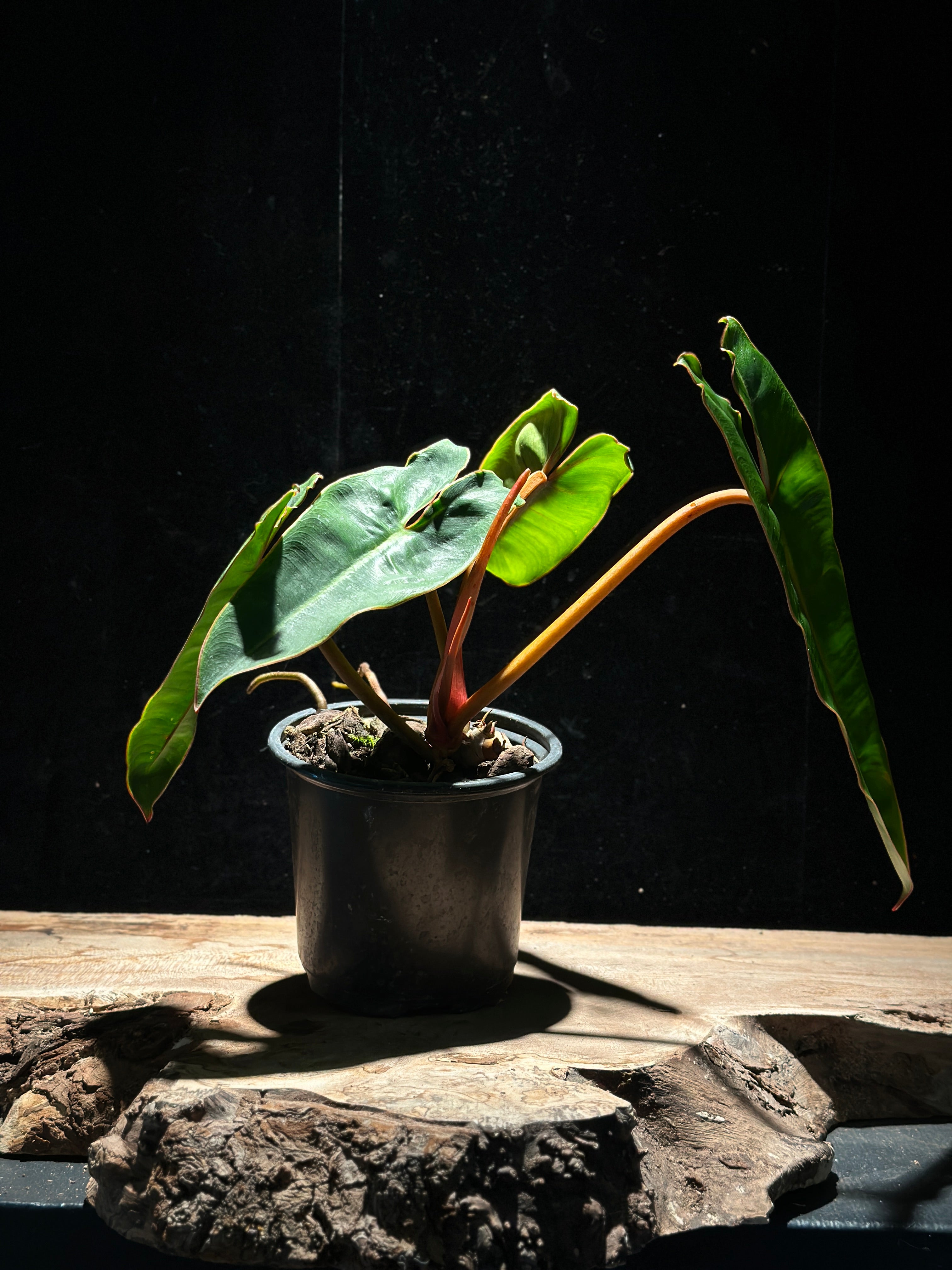 Philodendron Billietiae