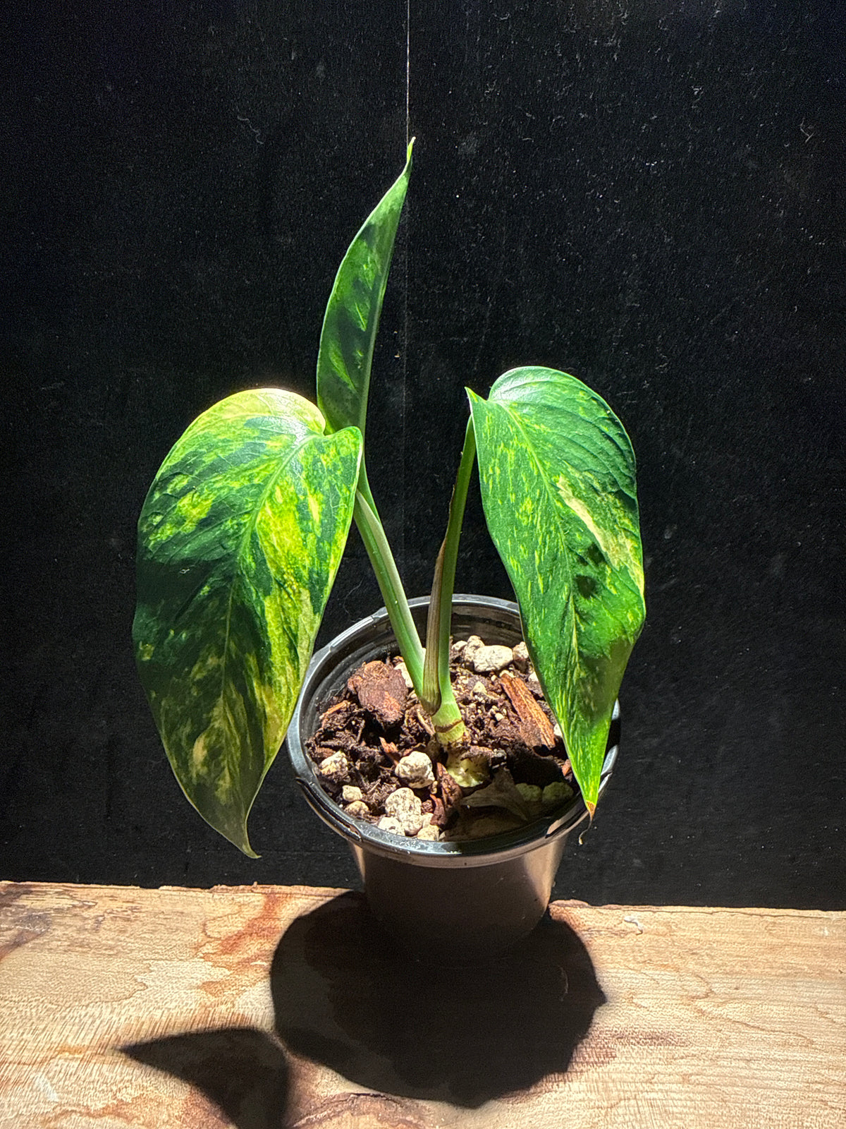 Epipremnum pinnatum ‘Yellow Flame’