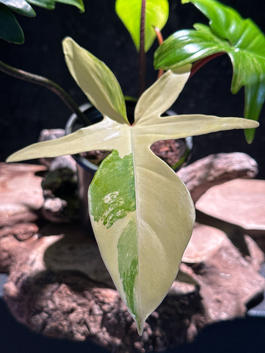 Philodendron ‘Florida Beauty’