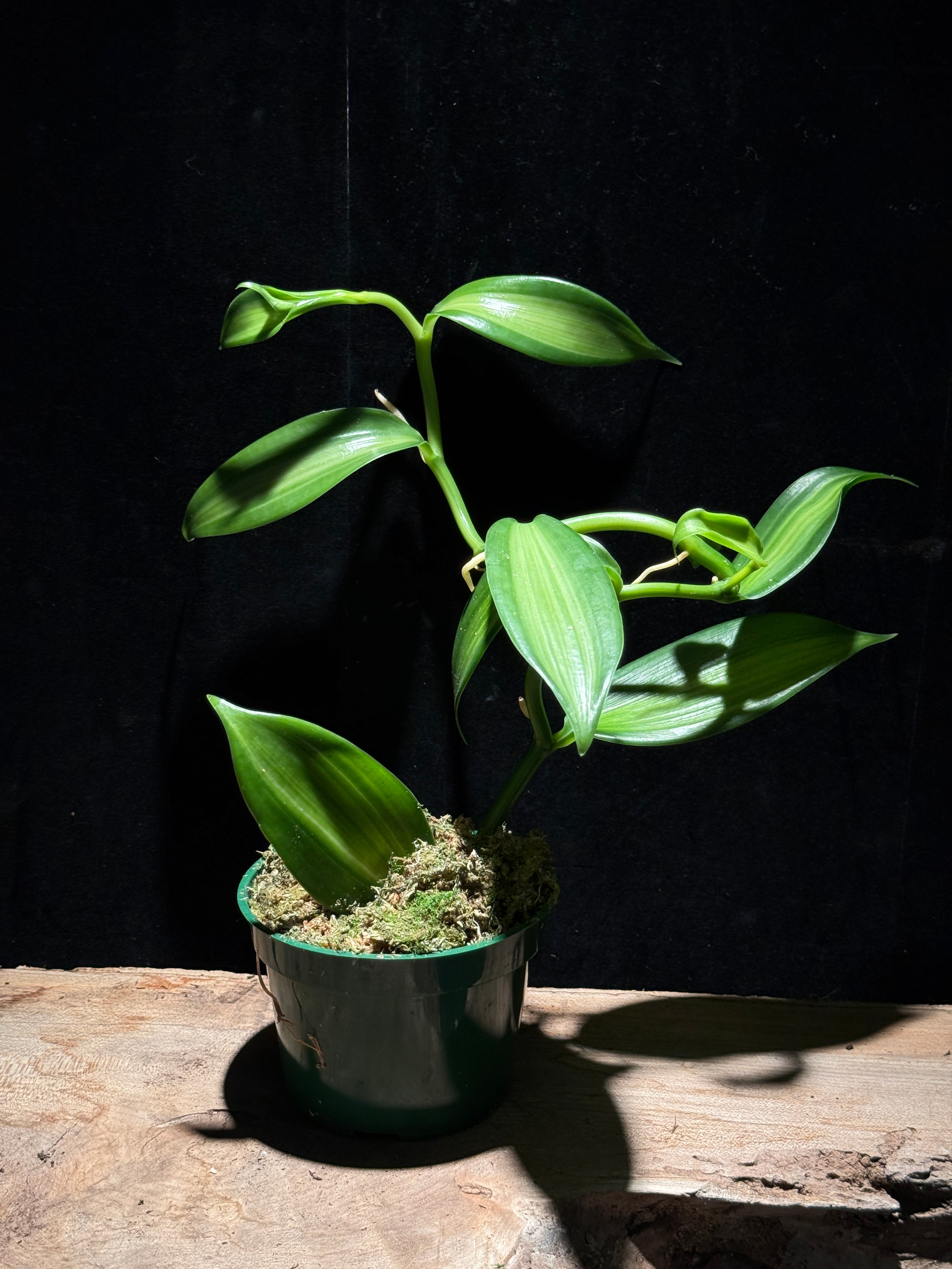 Variegated Vanilla Bean Orchid – Vanilla planifolia
