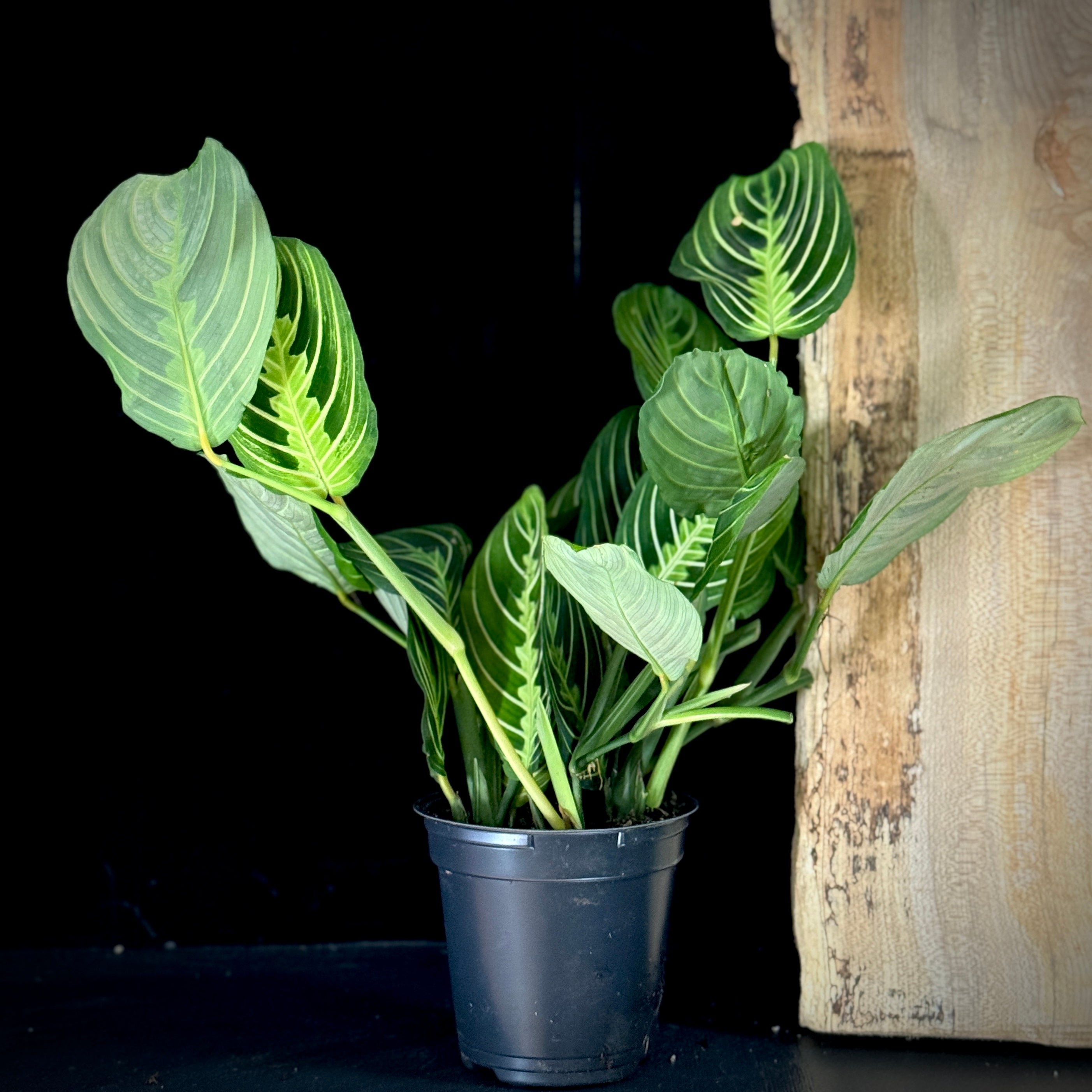 Maranta Lemon Lime