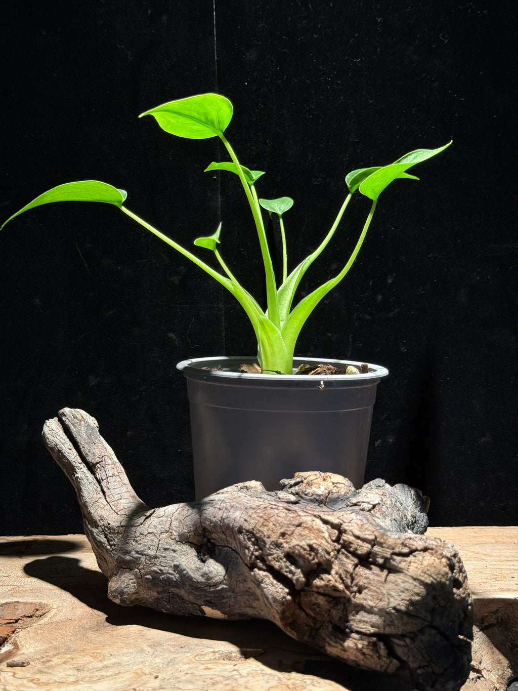 Alocasia ‘Tiny Dancer’ – Compact, Sculptural Houseplant
