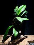 Hoya vitellinoides | Rare Veined Foliage Hoya