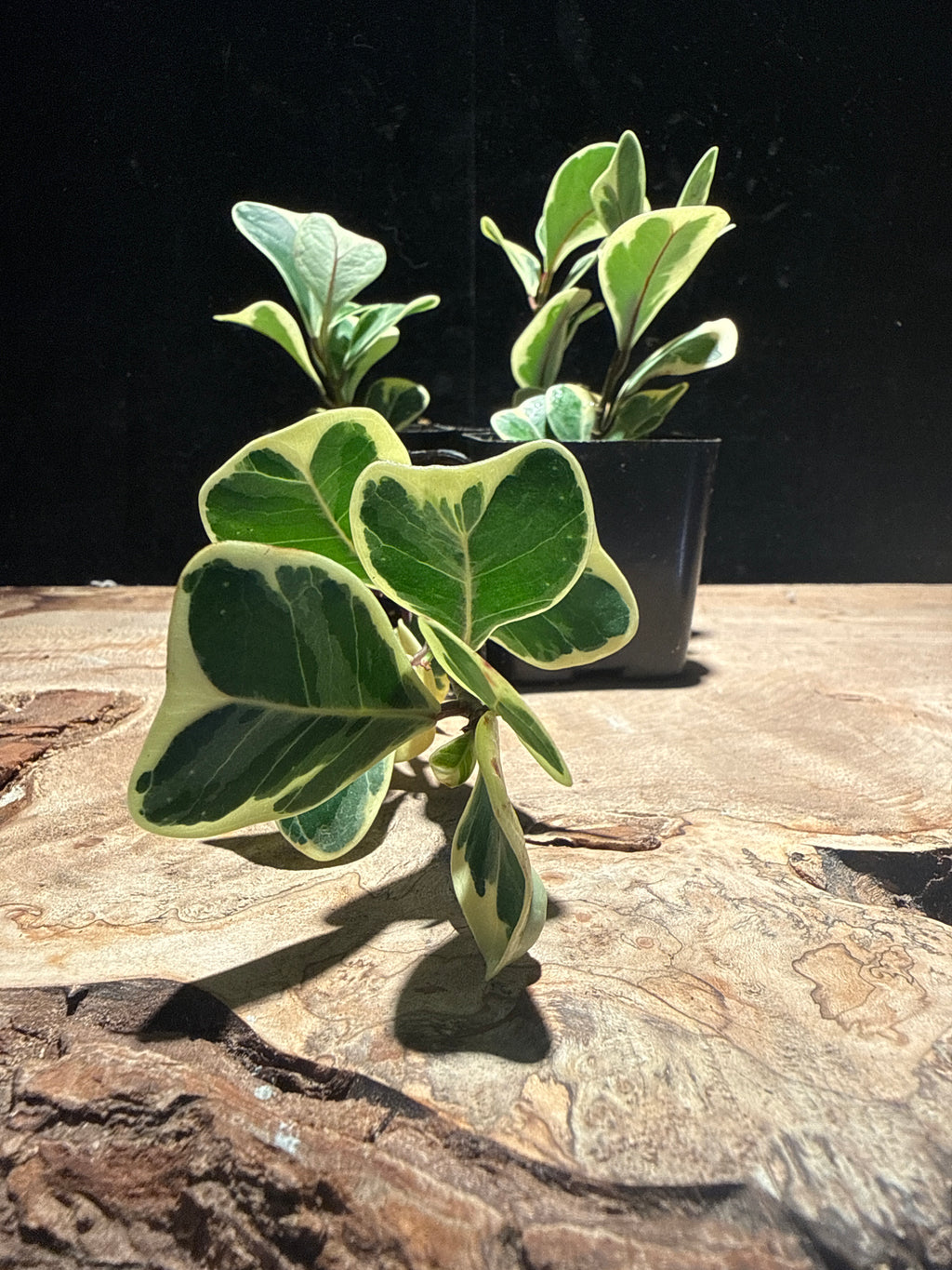 Variegated Ficus triangularis · Triangle Fig ‘Variegata’