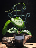 Hoya PNG SV 432