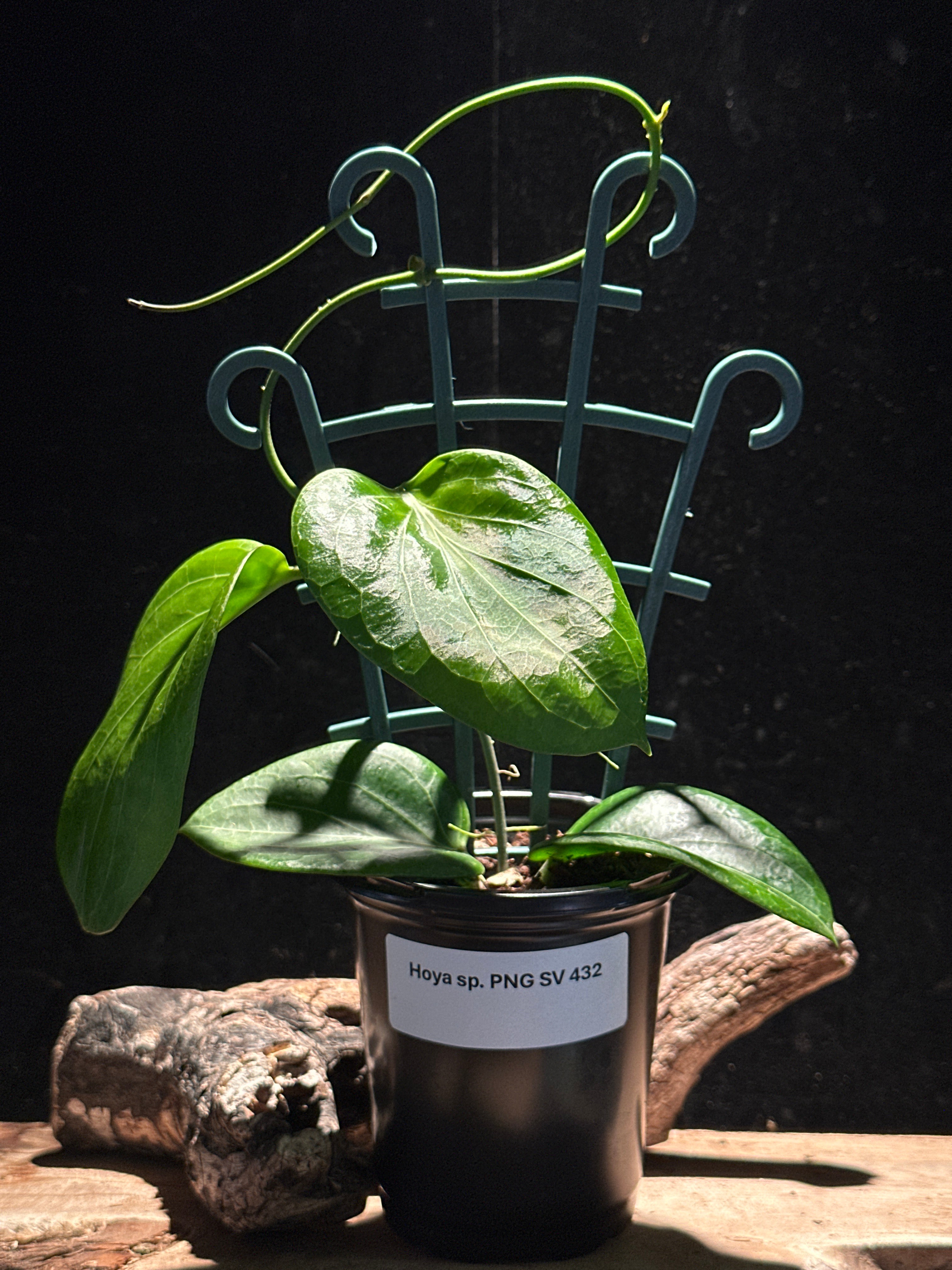 Hoya PNG SV 432