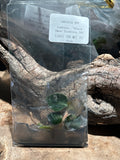 Ludisia 'Black Swan' Jewel Orchid - Tissue Culture Starter Plantlet